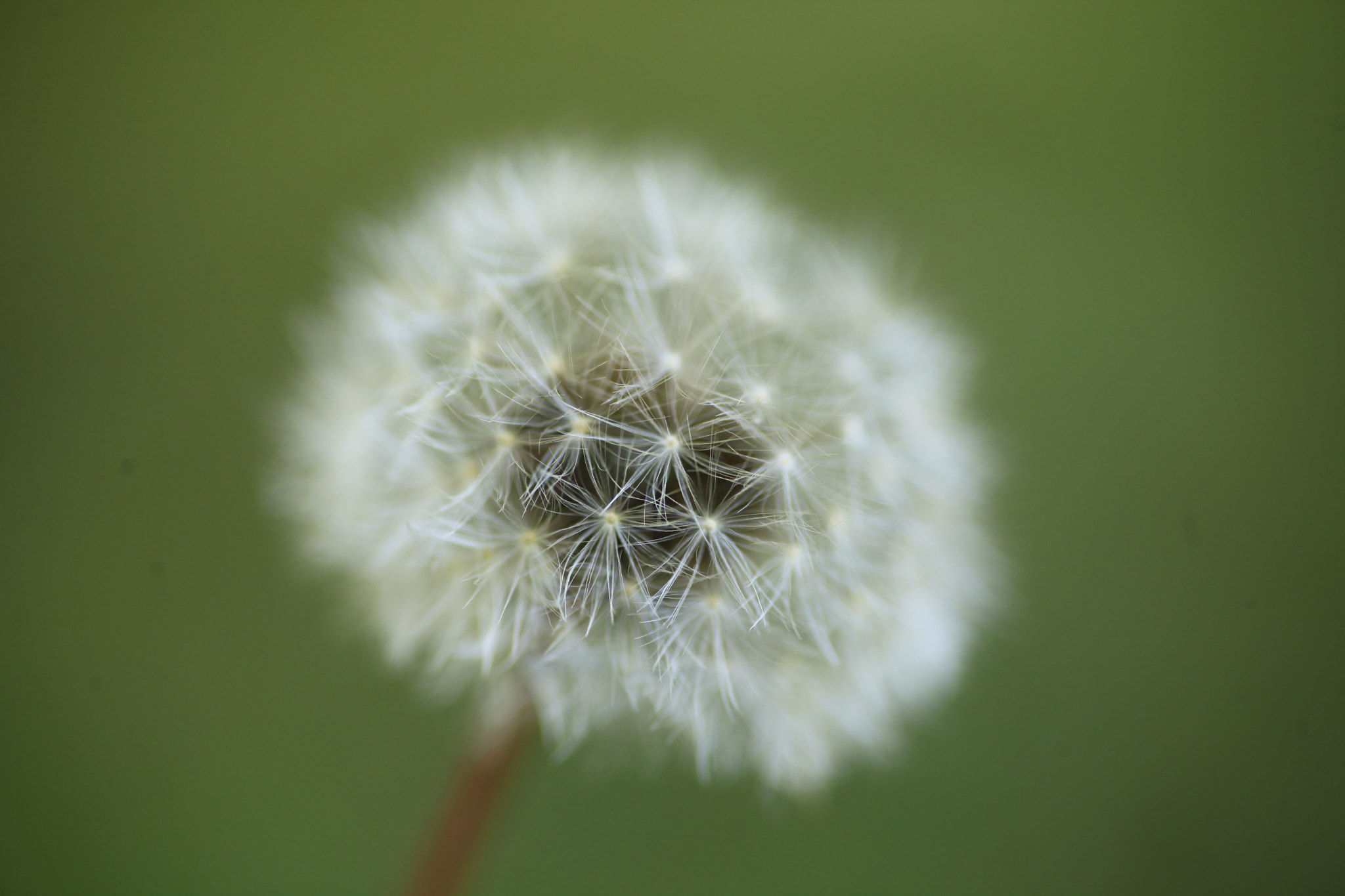 Canon EOS 5D Mark II + Tamron SP AF 90mm F2.8 Di Macro sample photo. Blow ball photography