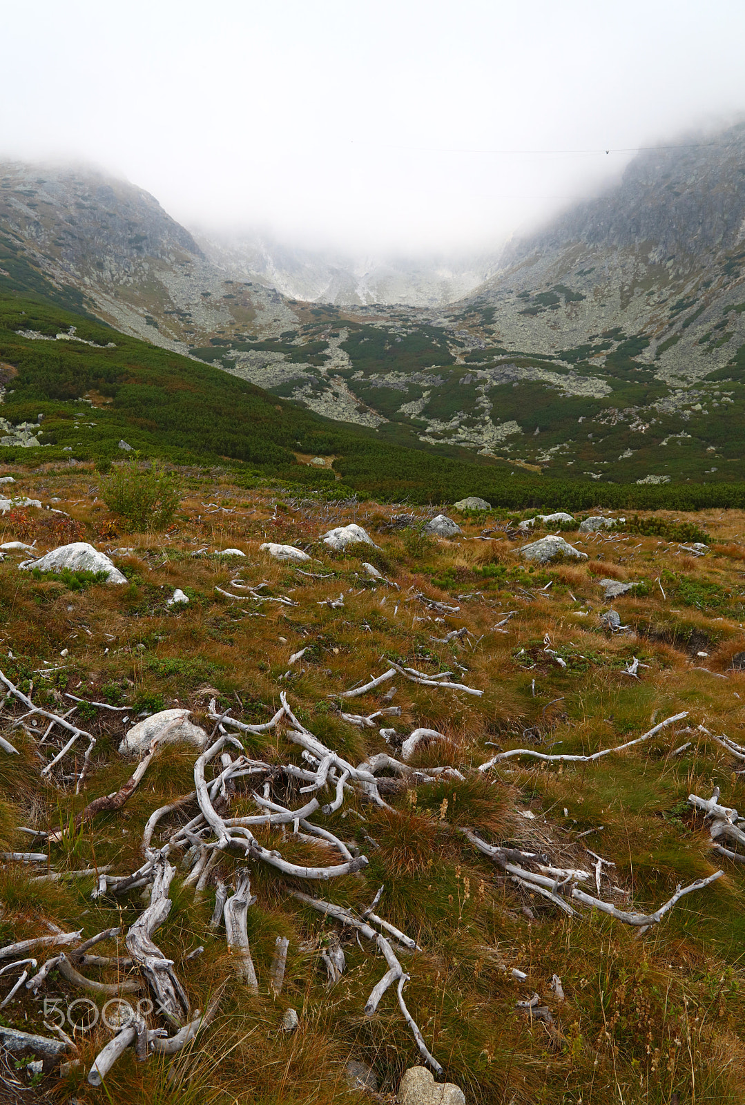 Canon EOS 5DS sample photo. Bones of trees at highland hill photography