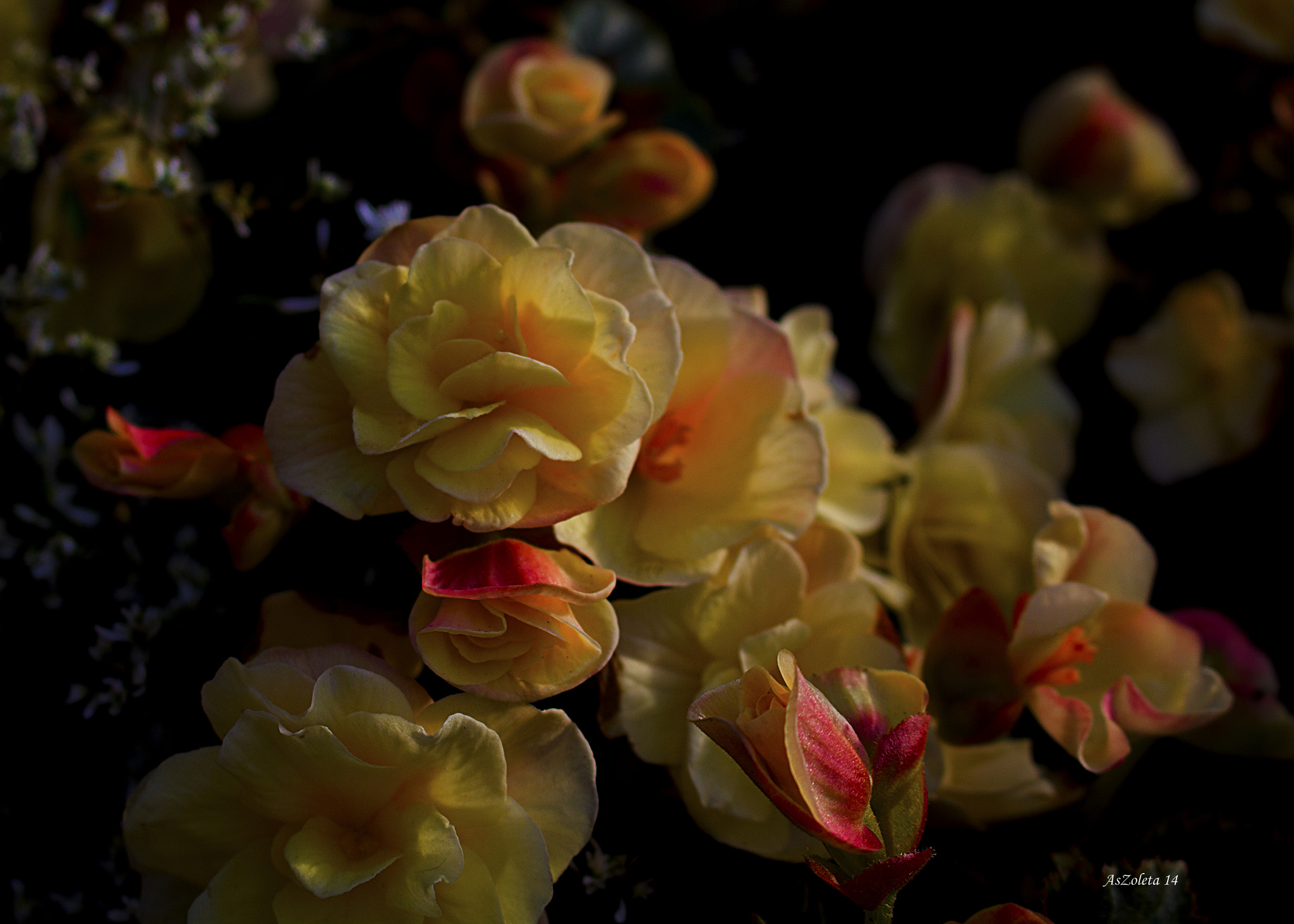Canon EOS 60D sample photo. Let me. photography