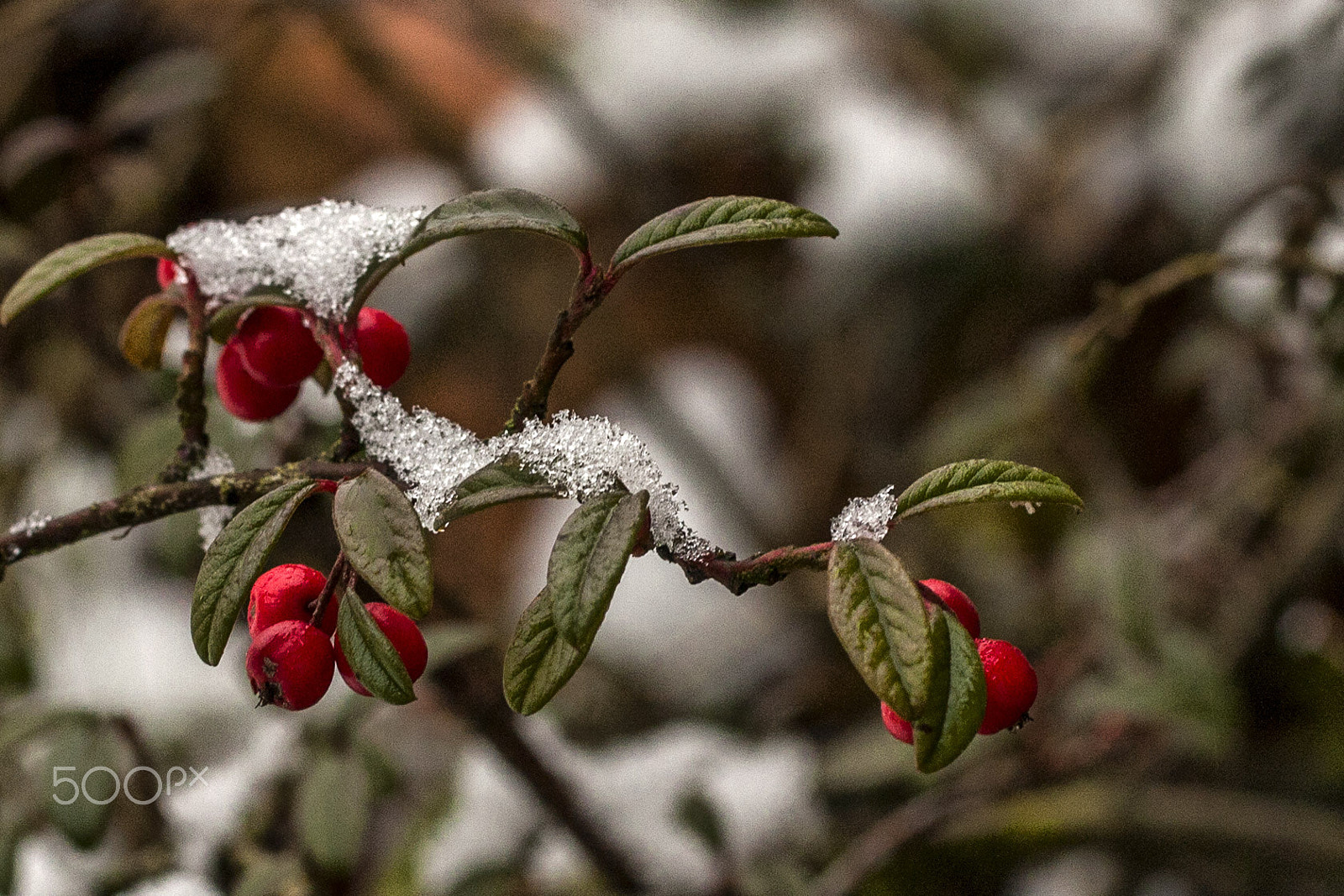 Canon EF 100mm F2.8L Macro IS USM sample photo. Winter photography