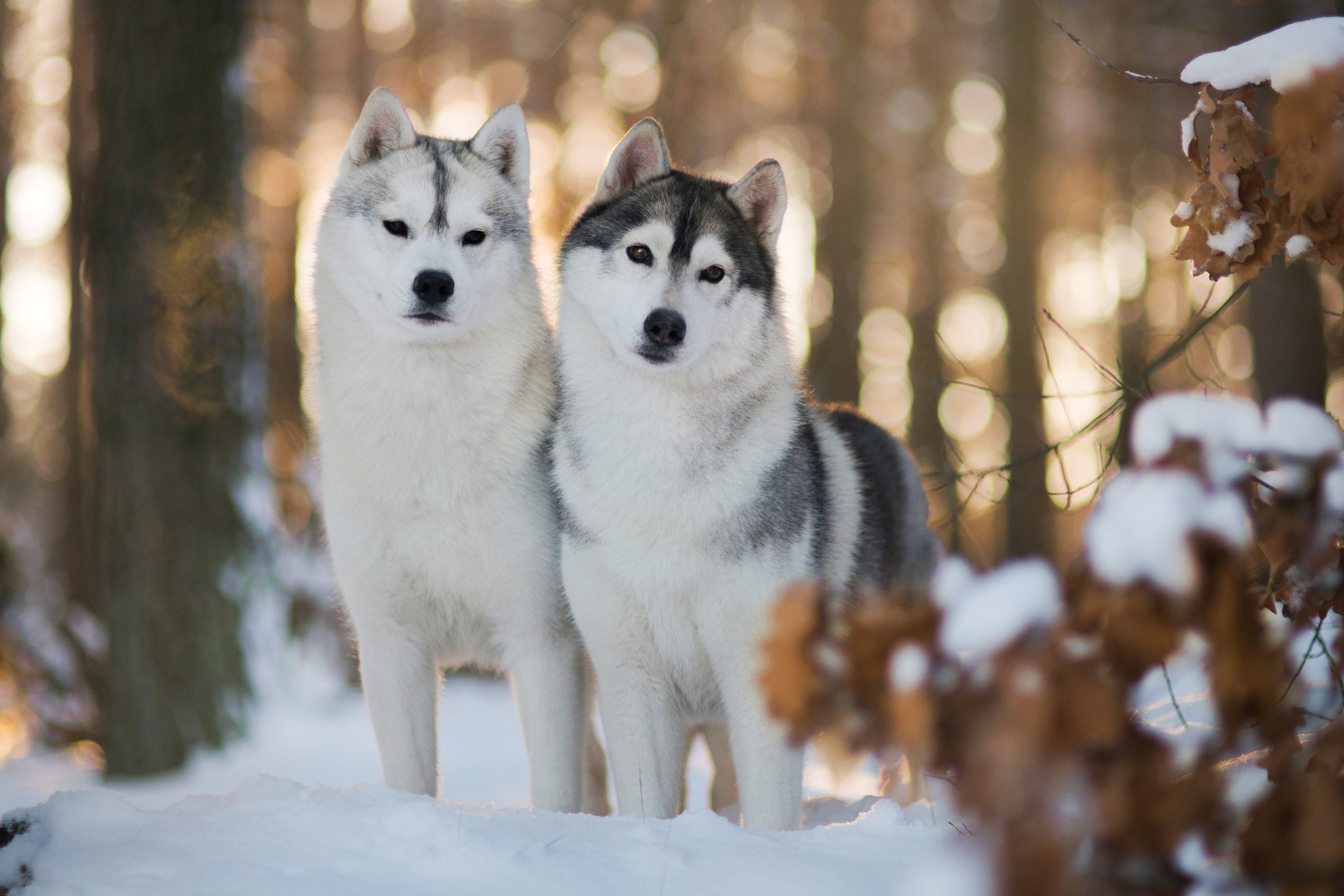 Nikon D610 + Sigma 85mm F1.4 EX DG HSM sample photo. Winter huskies photography