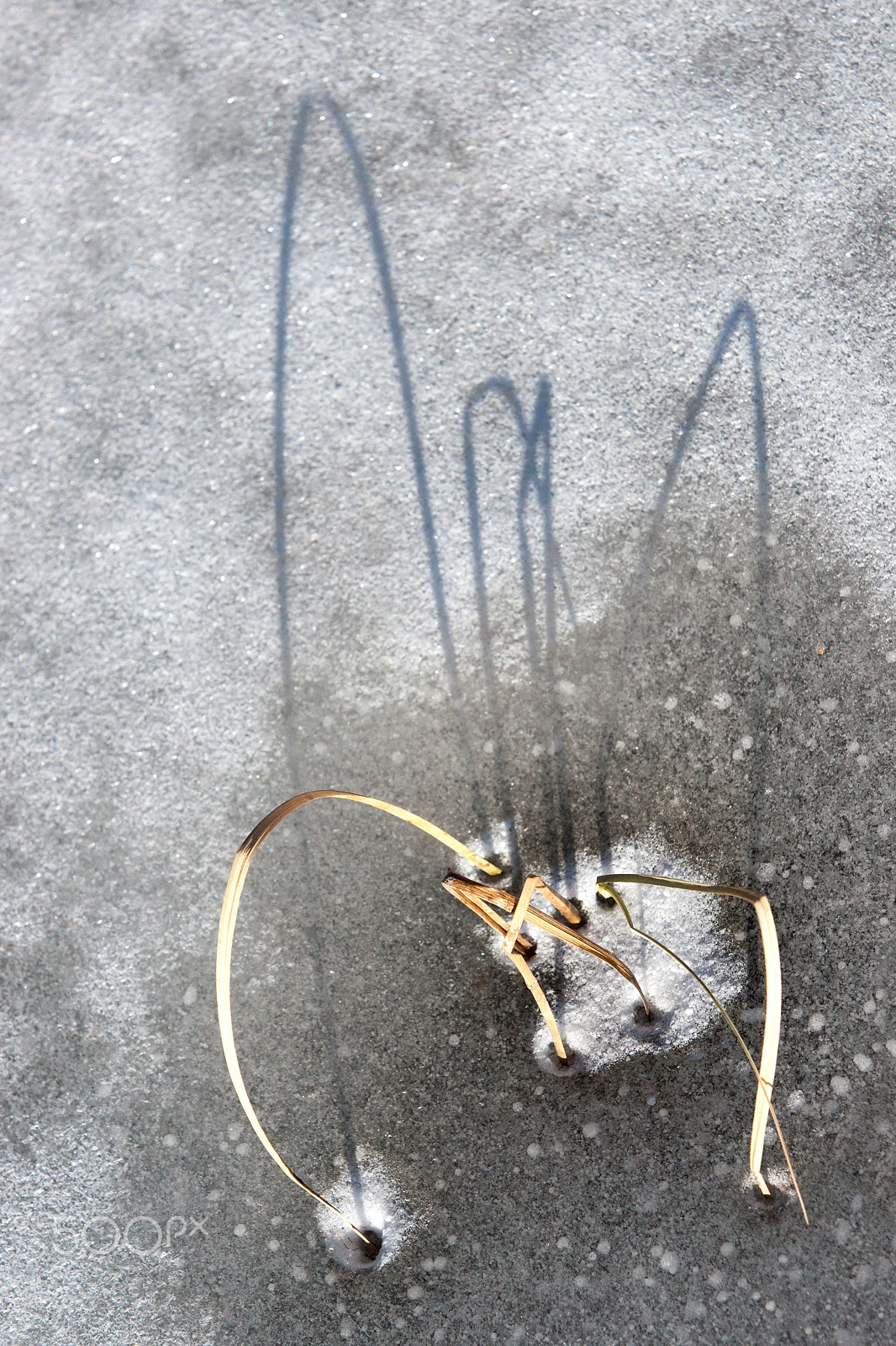 Minolta/Sony AF 70-200mm F2.8 G sample photo. Big spider photography