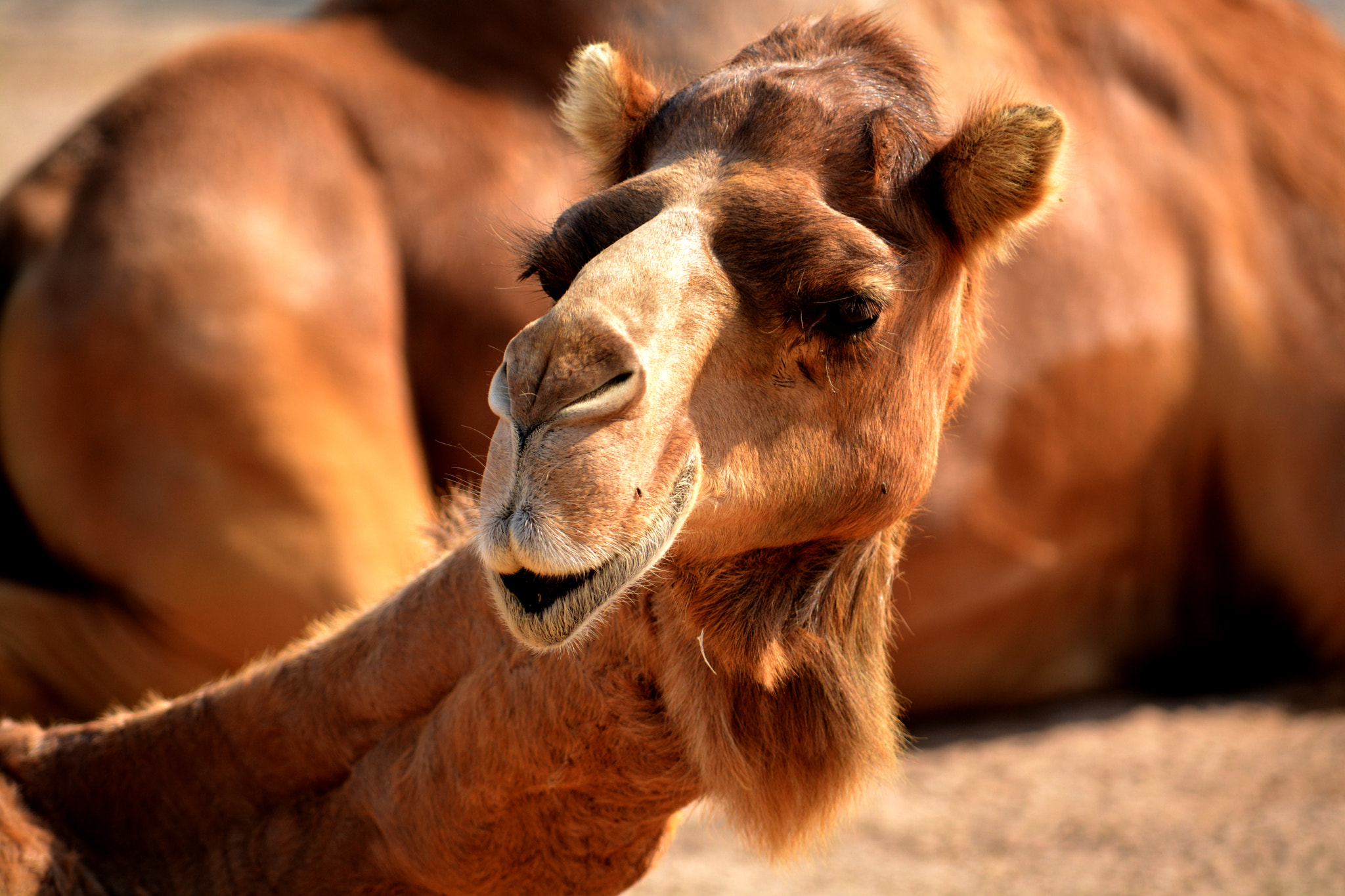 Nikon D5200 + Sigma 18-200mm F3.5-6.3 DC OS HSM sample photo. Camel.jpg photography