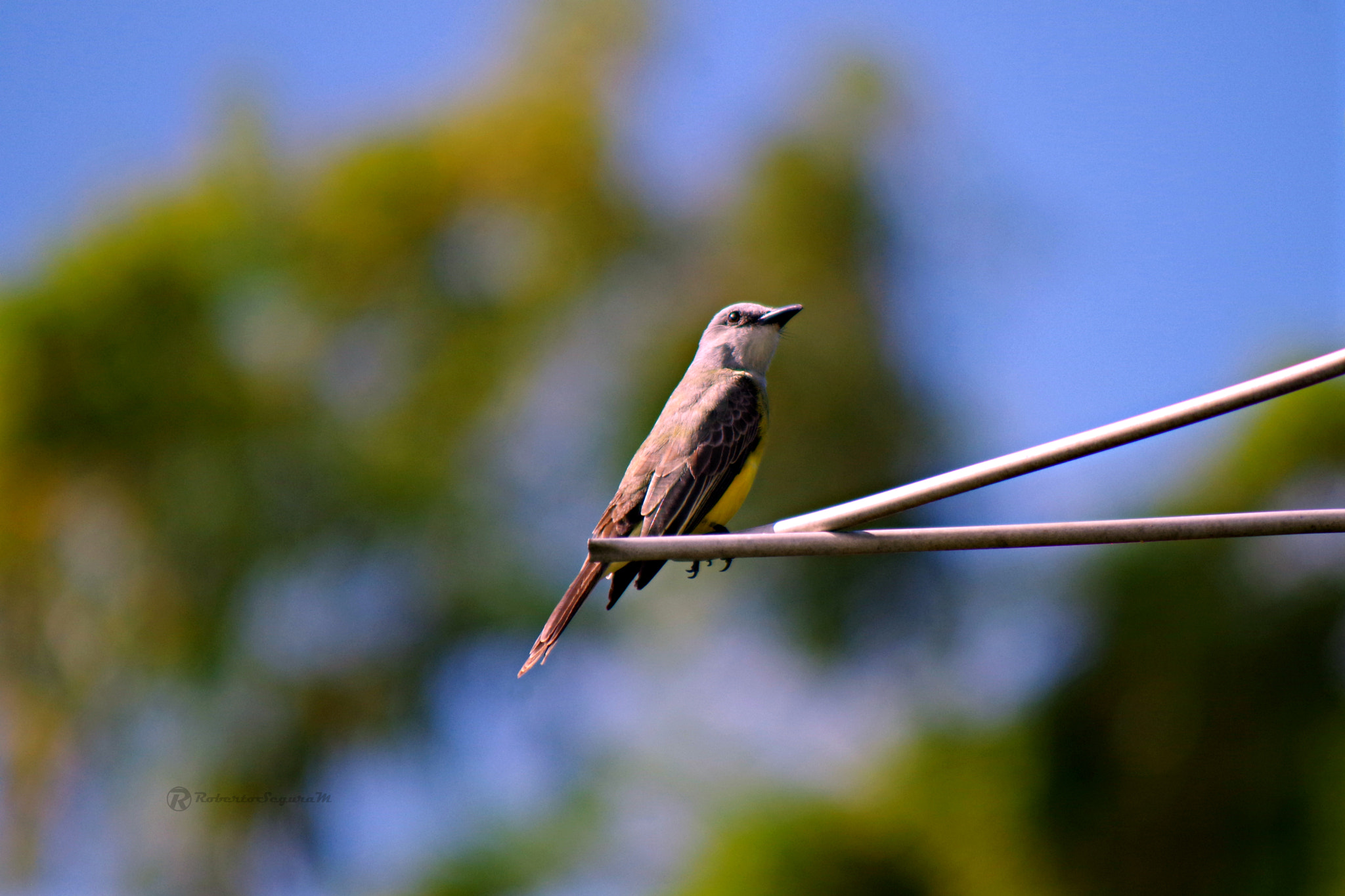 smc PENTAX-FA 80-320mm F4.5-5.6 sample photo. Atisbando photography