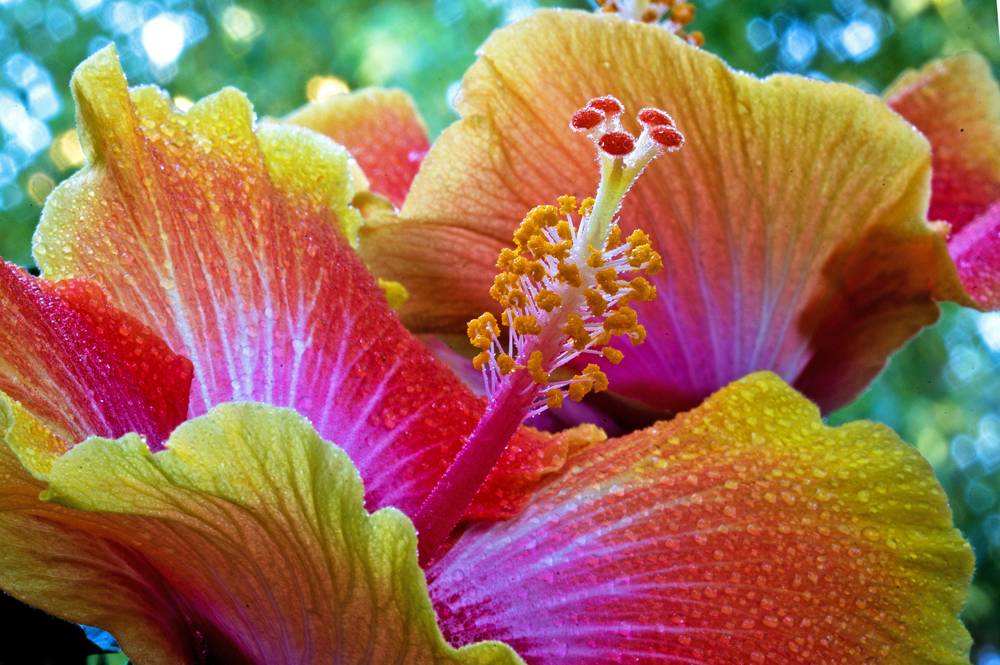 Canon EF 100mm F2.8L Macro IS USM sample photo. Spin the bottle hibiscus photography