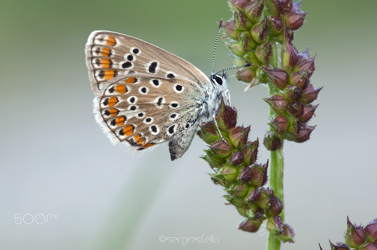 Nikon D90 + Sigma 150mm F2.8 EX DG Macro HSM sample photo. Licenide_____ photography