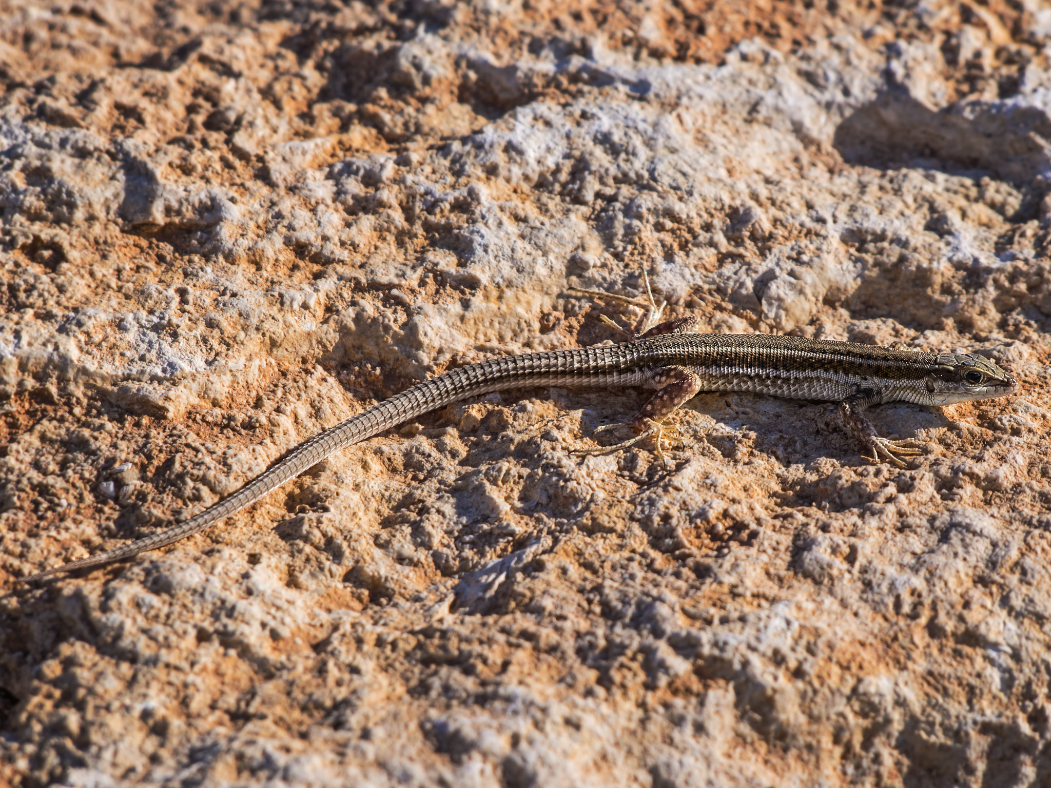 Olympus PEN E-PL6 sample photo. Lizard photography