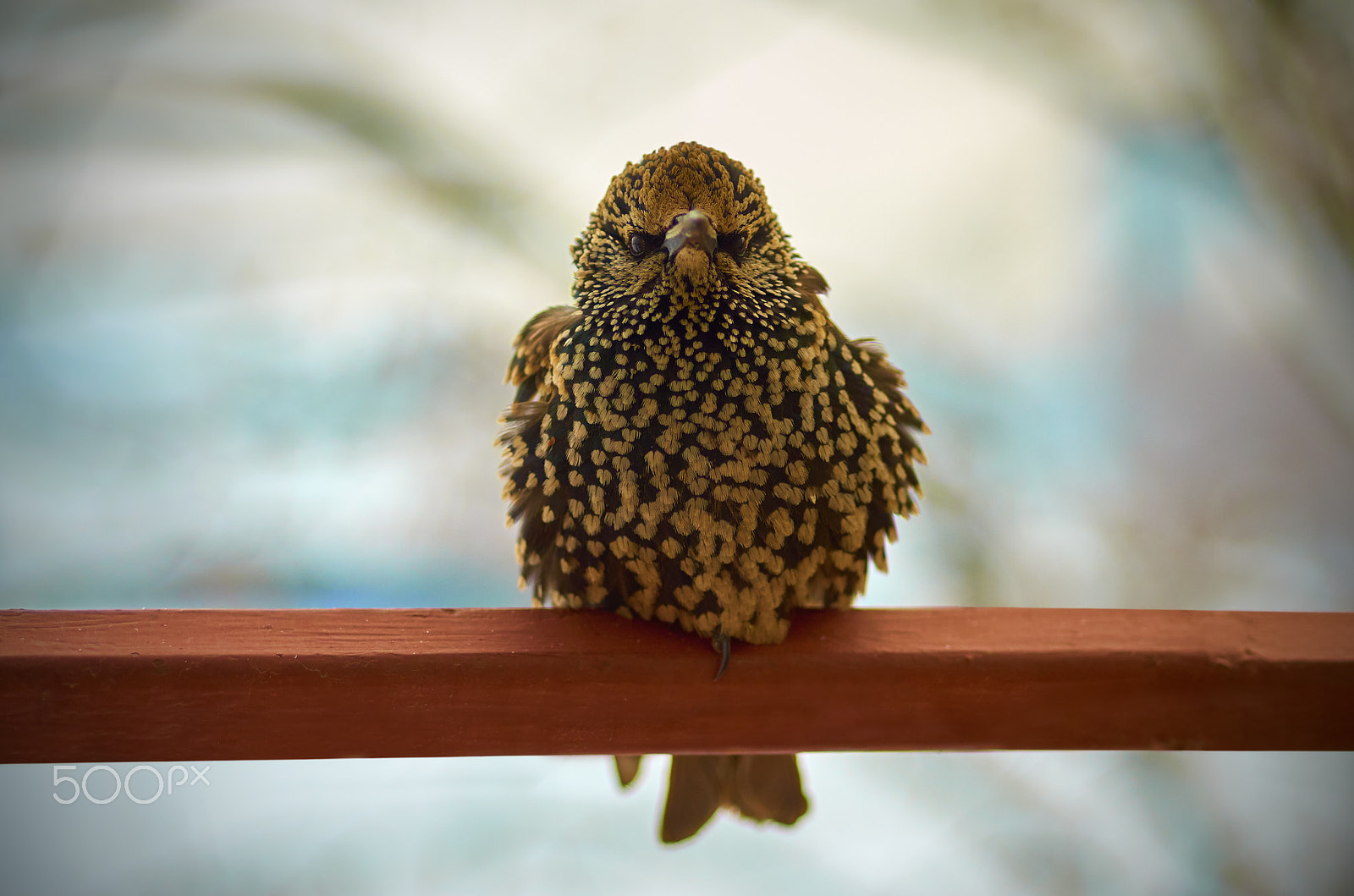 Nikon AF Micro-Nikkor 60mm F2.8D sample photo. Common starling - sturnus vulgaris photography
