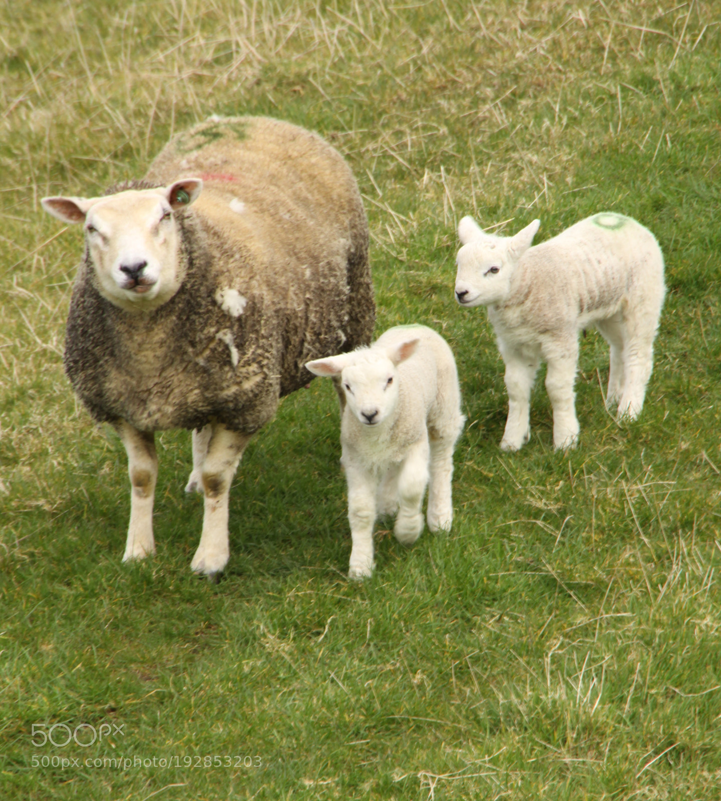 Canon EOS 50D sample photo. Ewe and lambs photography