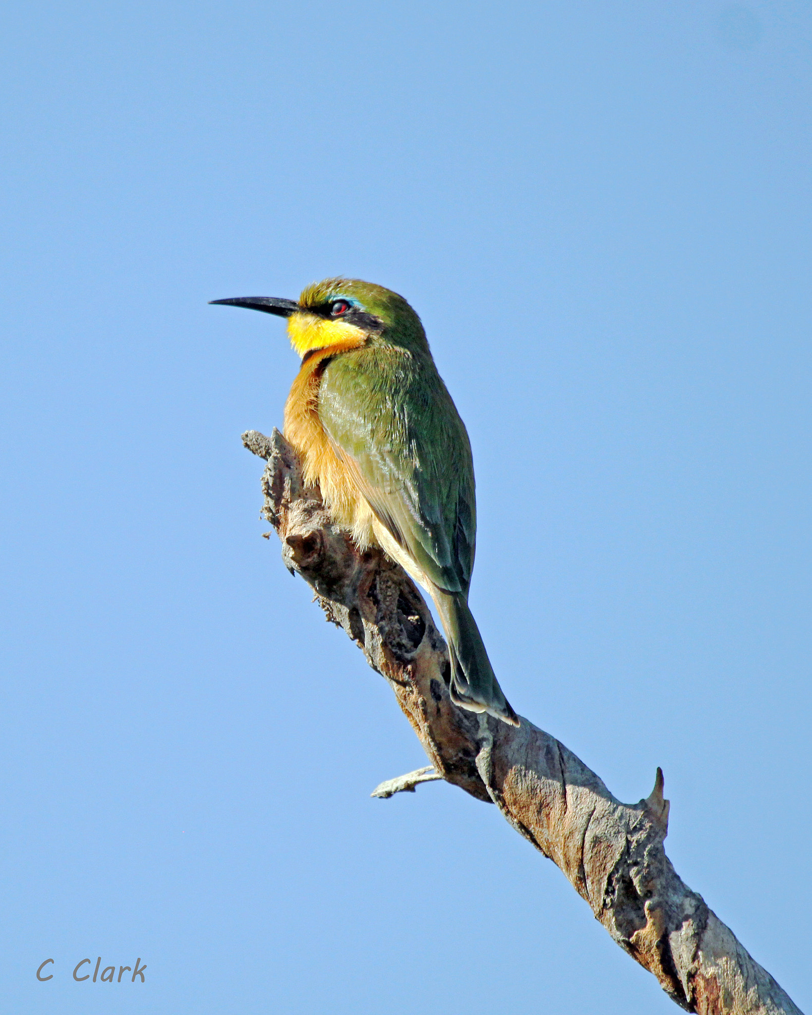 Canon EF 100-400mm F4.5-5.6L IS USM sample photo. Little bee-eater, okavango delta, botswana photography