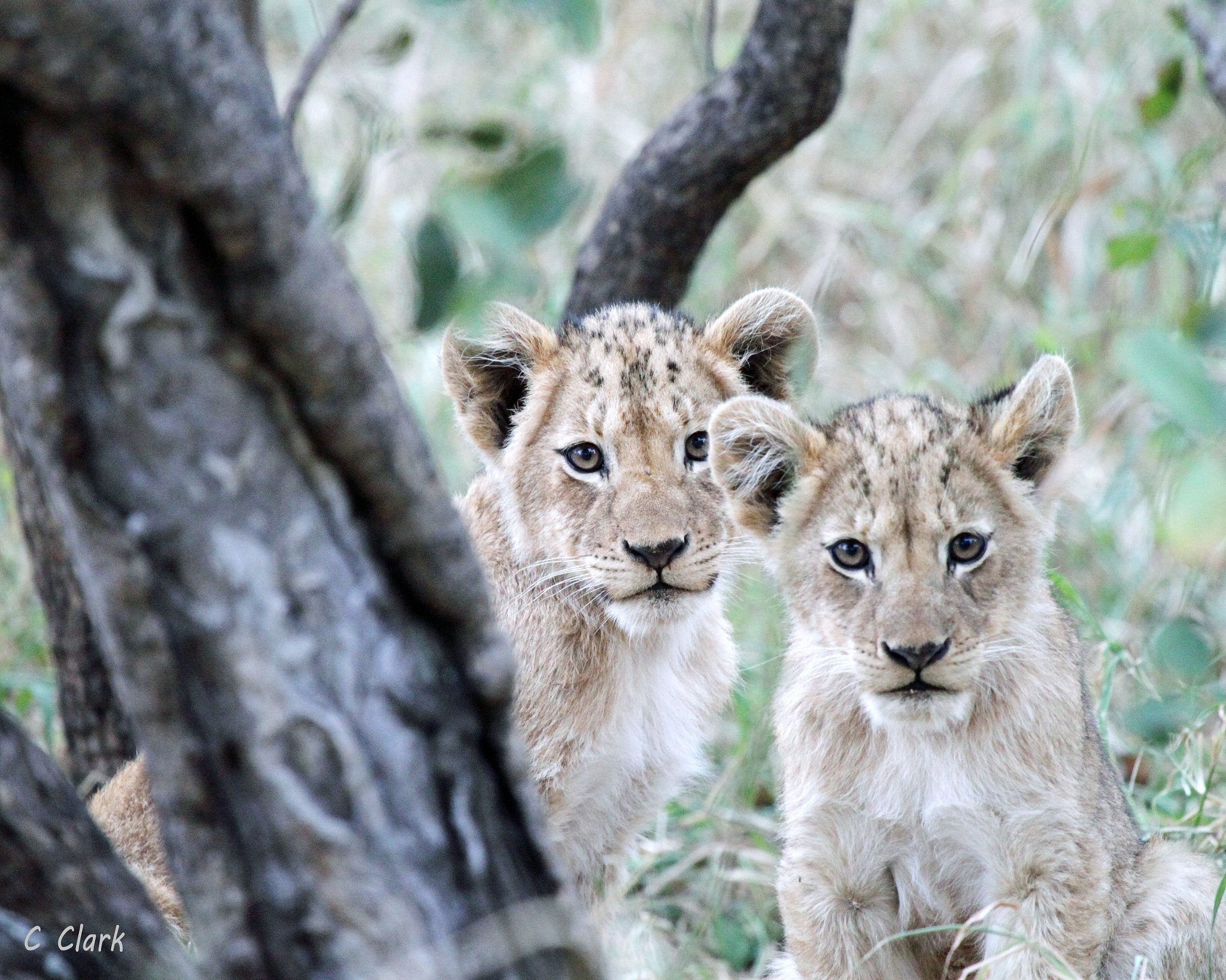 Canon EF 100-400mm F4.5-5.6L IS USM sample photo. Curious lion cubs photography