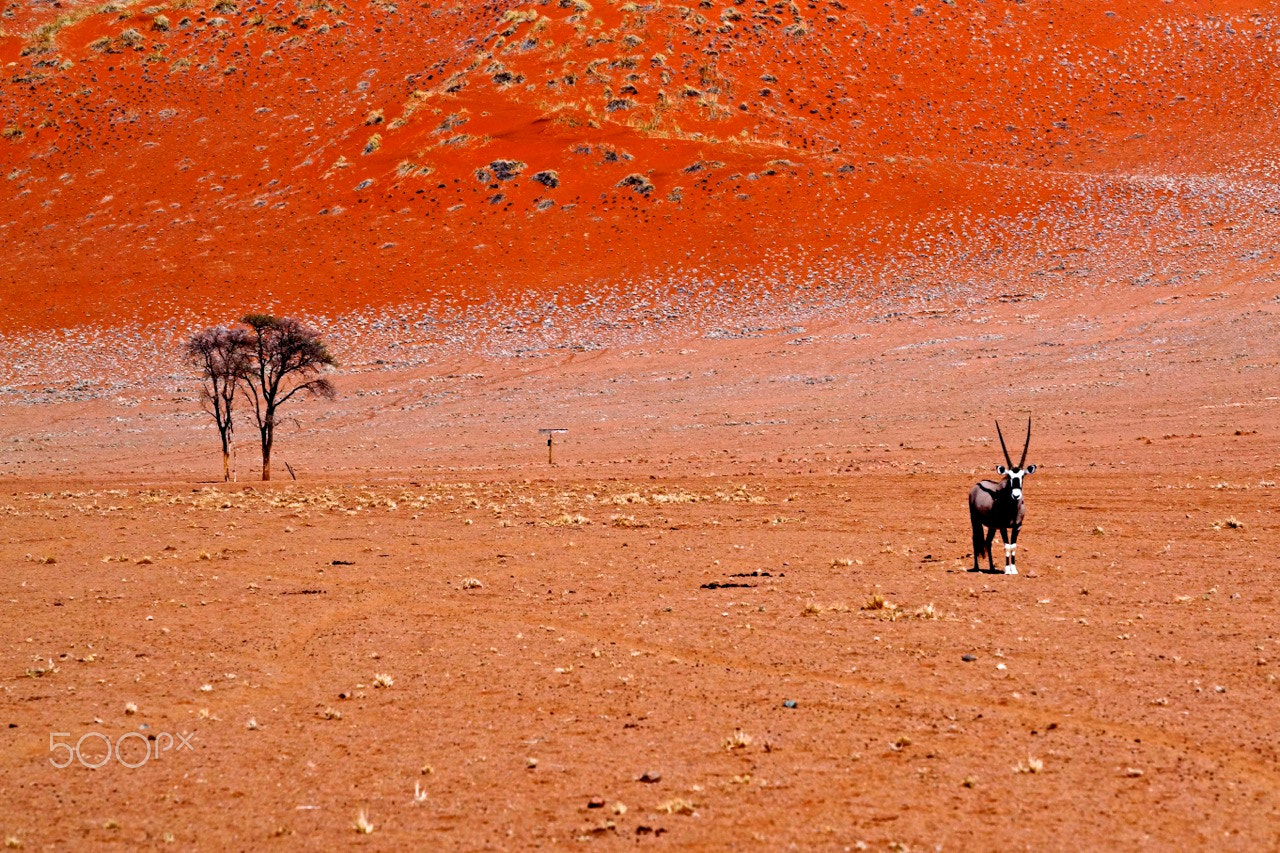 Sony a99 II sample photo. The oryx and the red dune photography