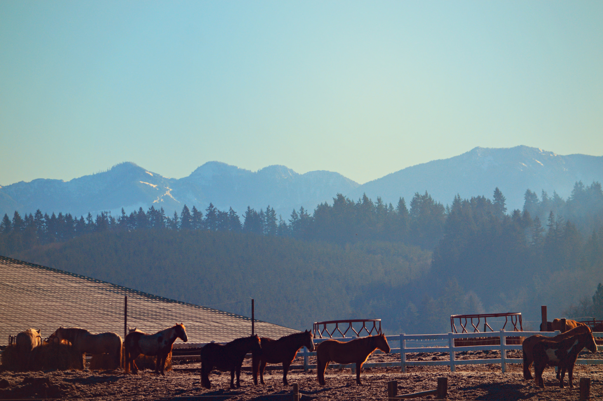 FSA-L2, EDG 65, 800mm F13 G sample photo. Early frozen morning on the horsey farm. photography