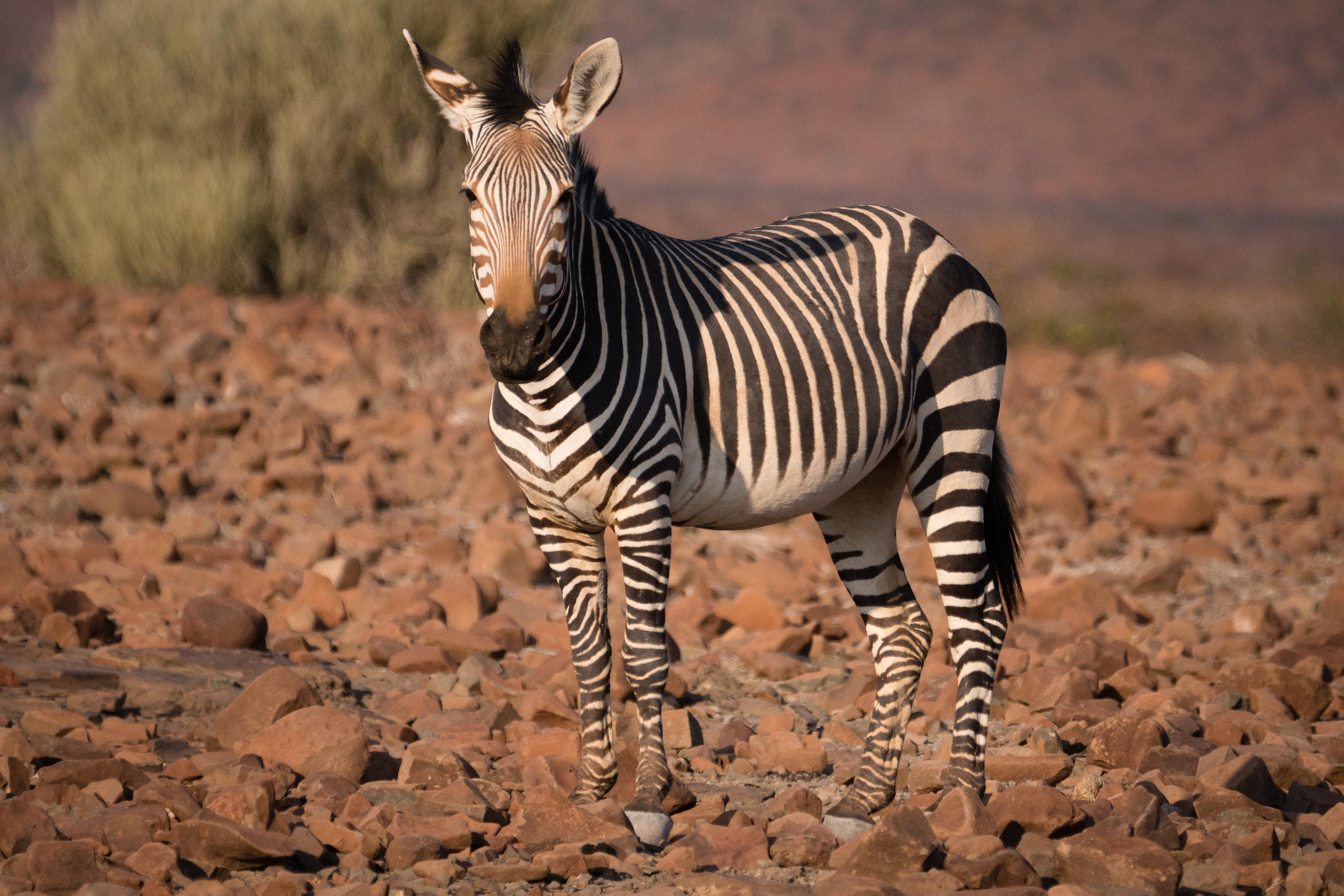 Sony 70-300mm F4.5-5.6 G SSM sample photo. Zebra photography