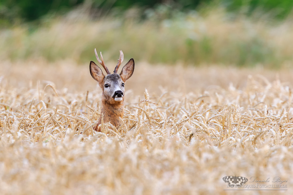 Canon EOS 7D Mark II + Canon EF 300mm F2.8L IS II USM sample photo. Deer in wheatfield (capreolus capreolus) photography