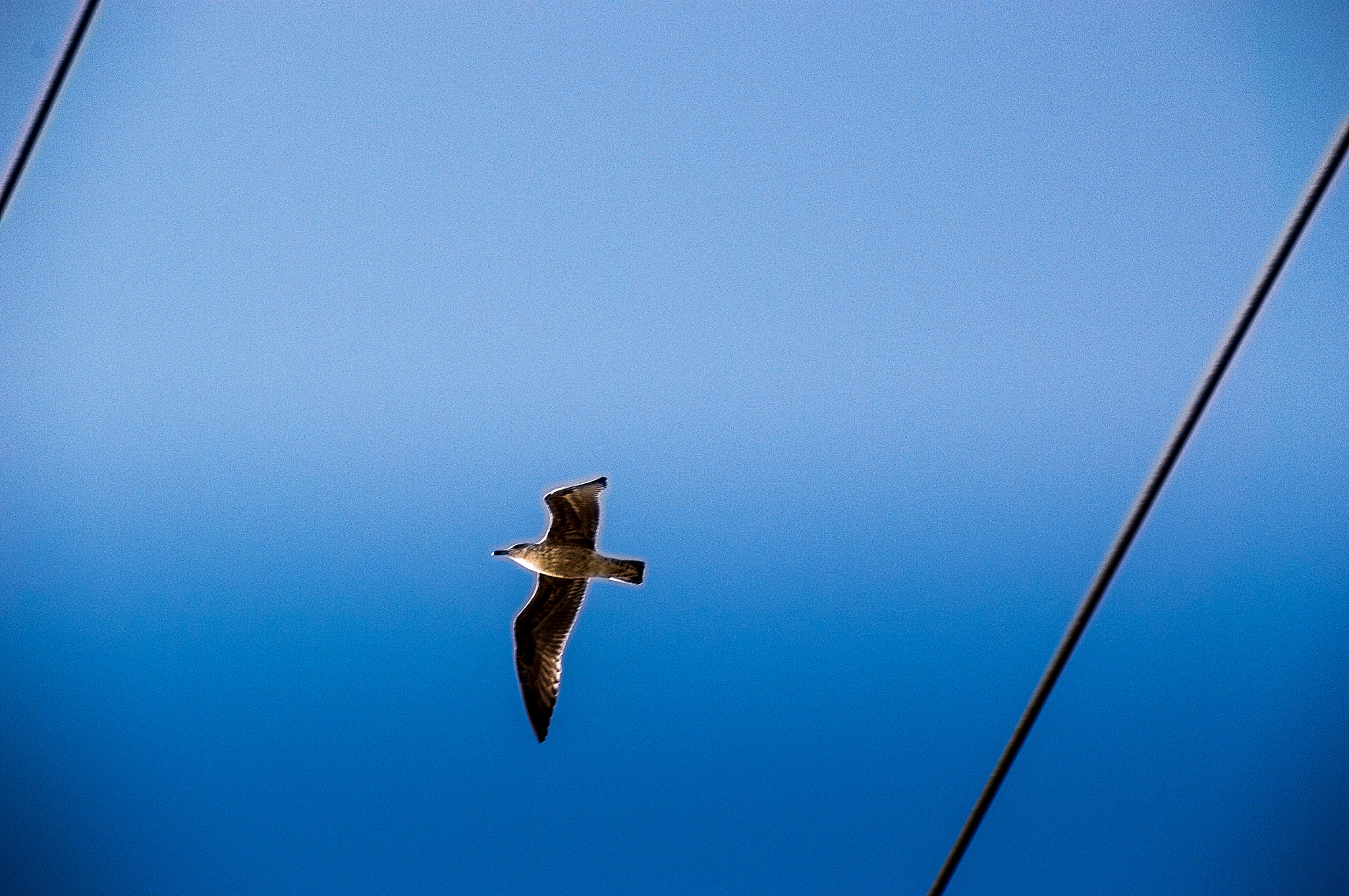 Sigma 18-200mm F3.5-6.3 II DC OS HSM sample photo. Freedom photography