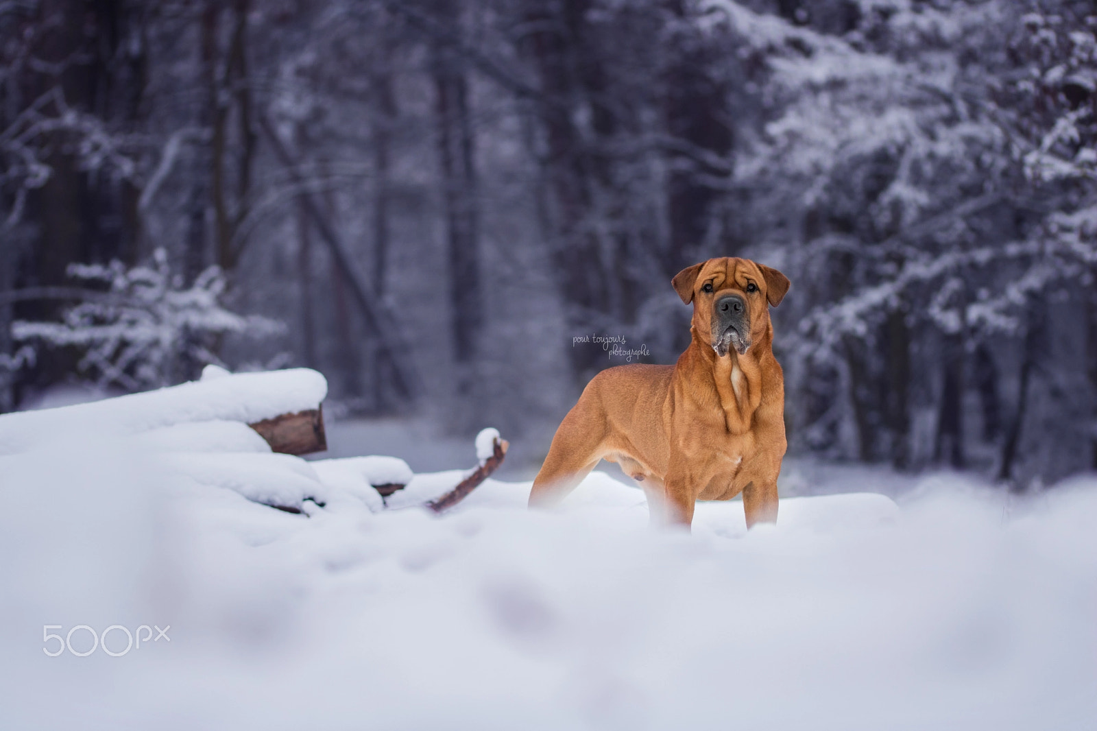 Sigma 105mm F2.8 EX DG OS HSM sample photo. Winter wonderland photography