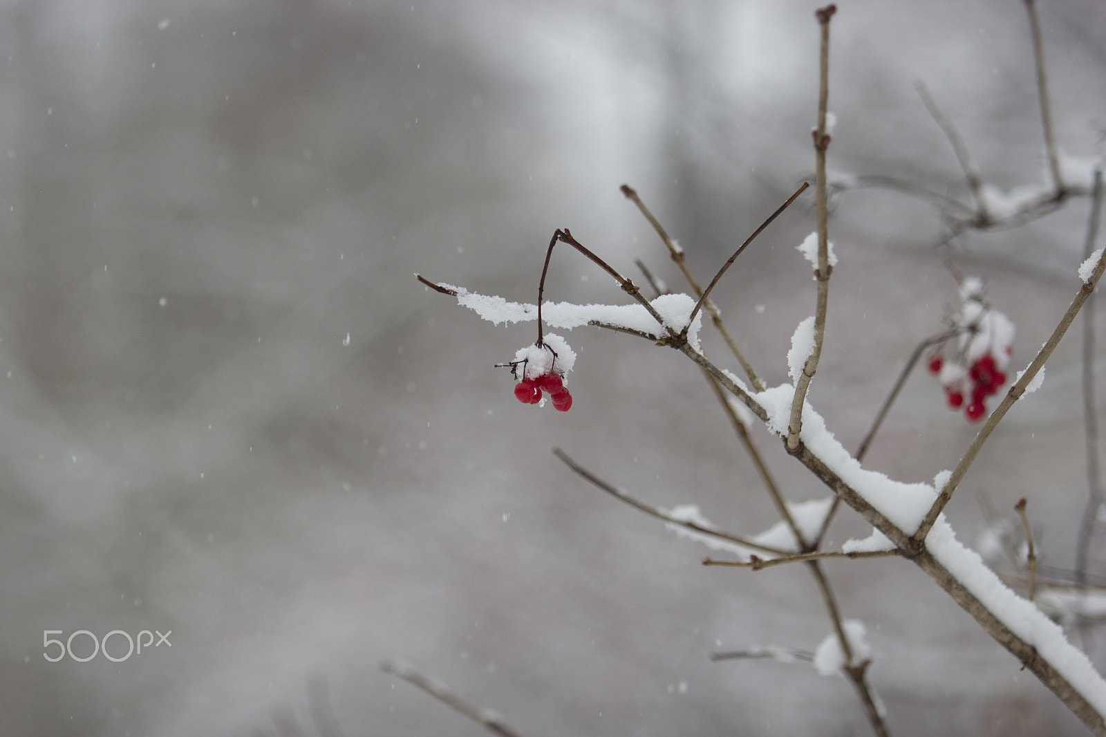 Canon EOS 60D + Canon EF 70-200mm F2.8L USM sample photo. Winter berries 1 photography