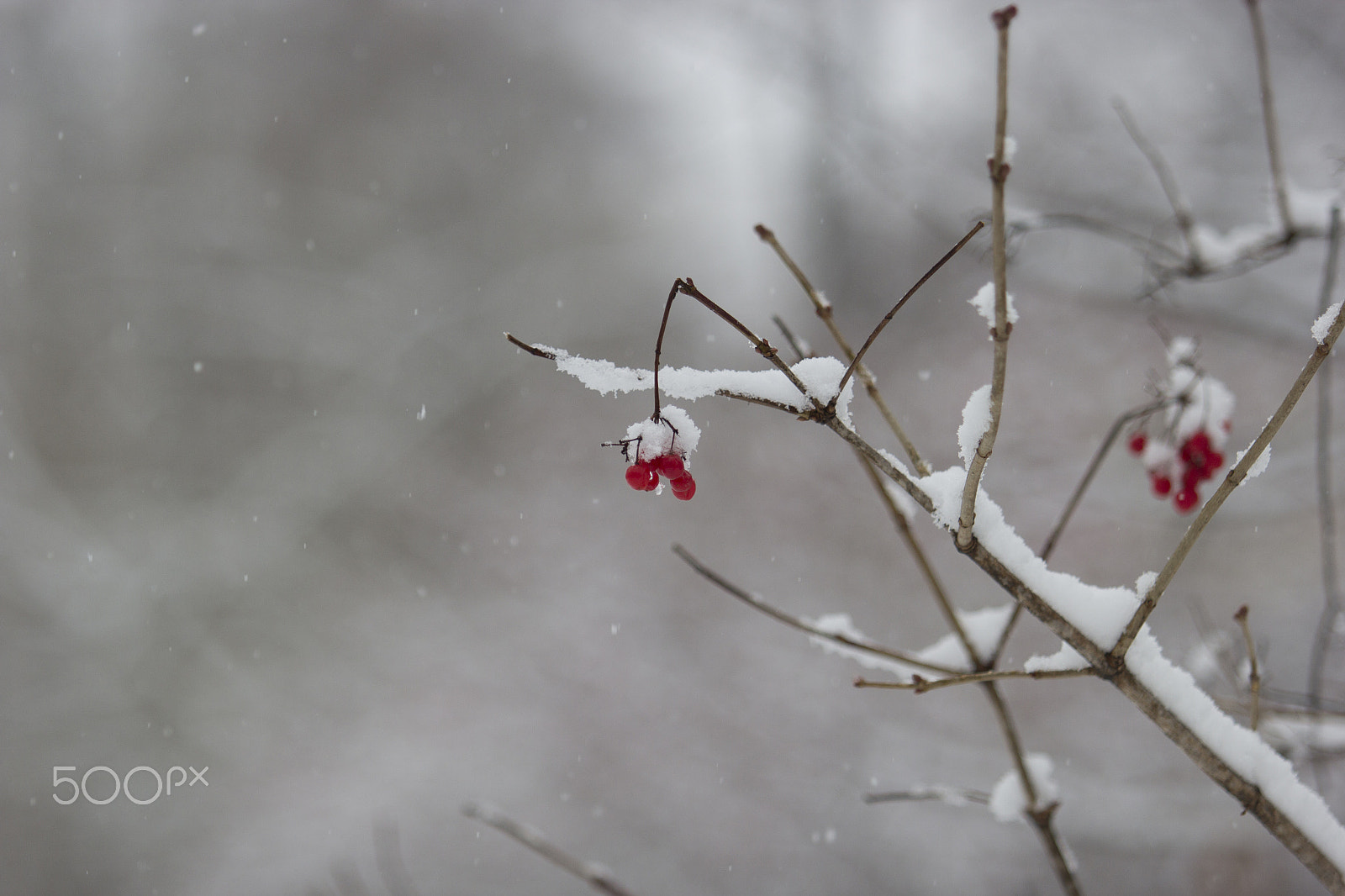 Canon EF 70-200mm F2.8L USM sample photo. Winter berries 1 photography