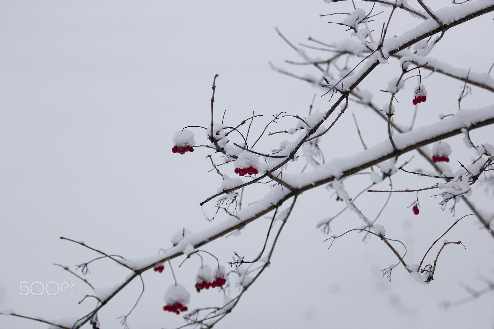 Canon EF 70-200mm F2.8L USM sample photo. Winter berries 2 photography