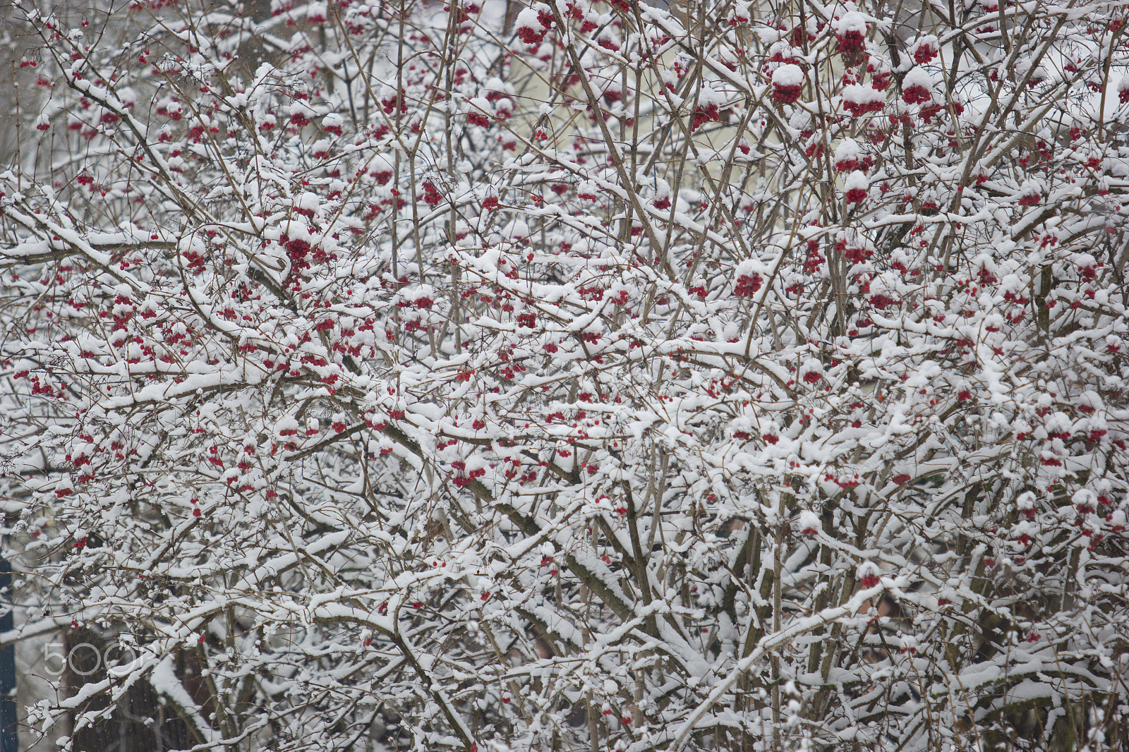 Canon EF 70-200mm F2.8L USM sample photo. Winter berries 4 photography