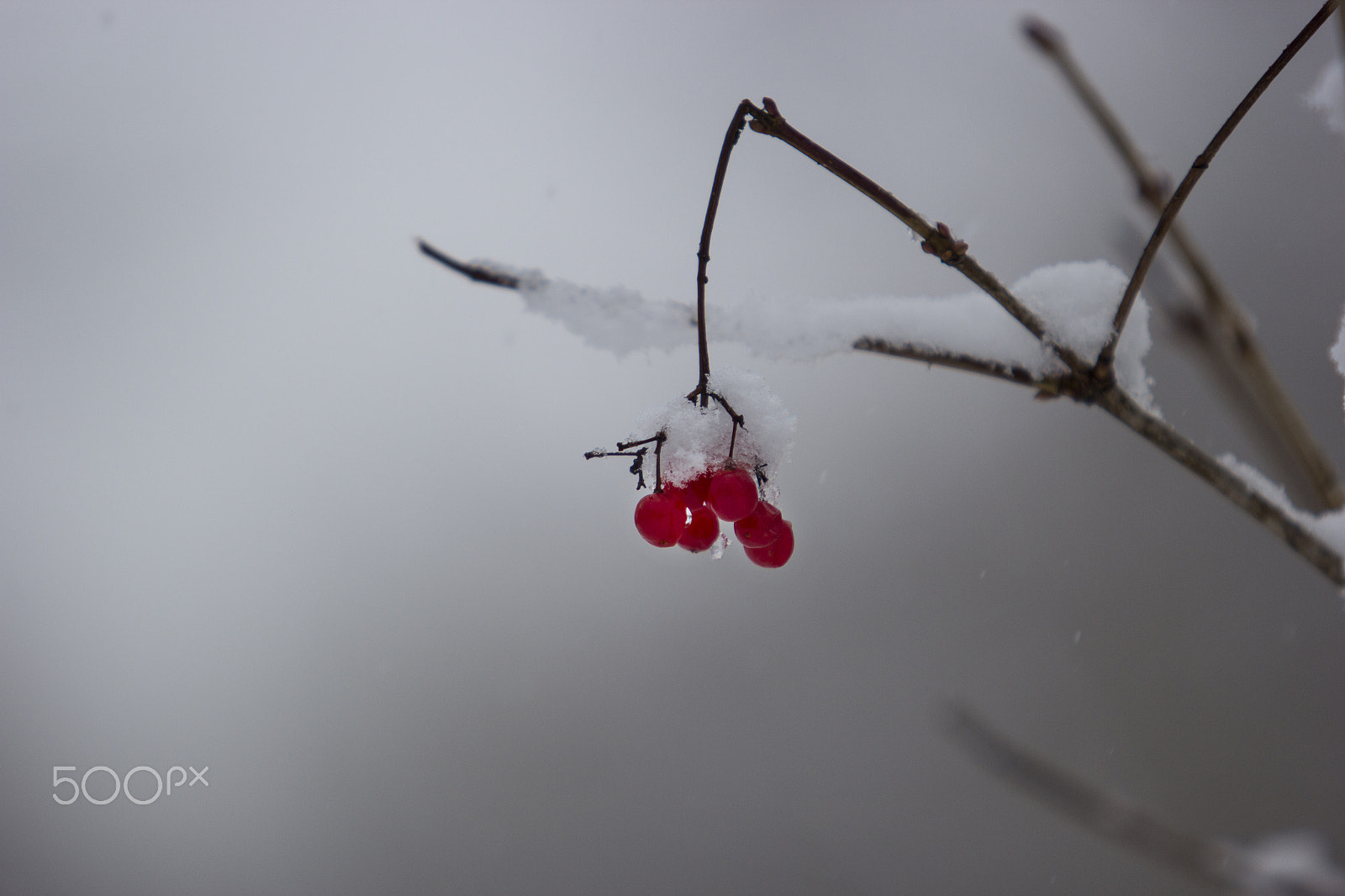 Canon EF 70-200mm F2.8L USM sample photo. Winter berries 3 photography