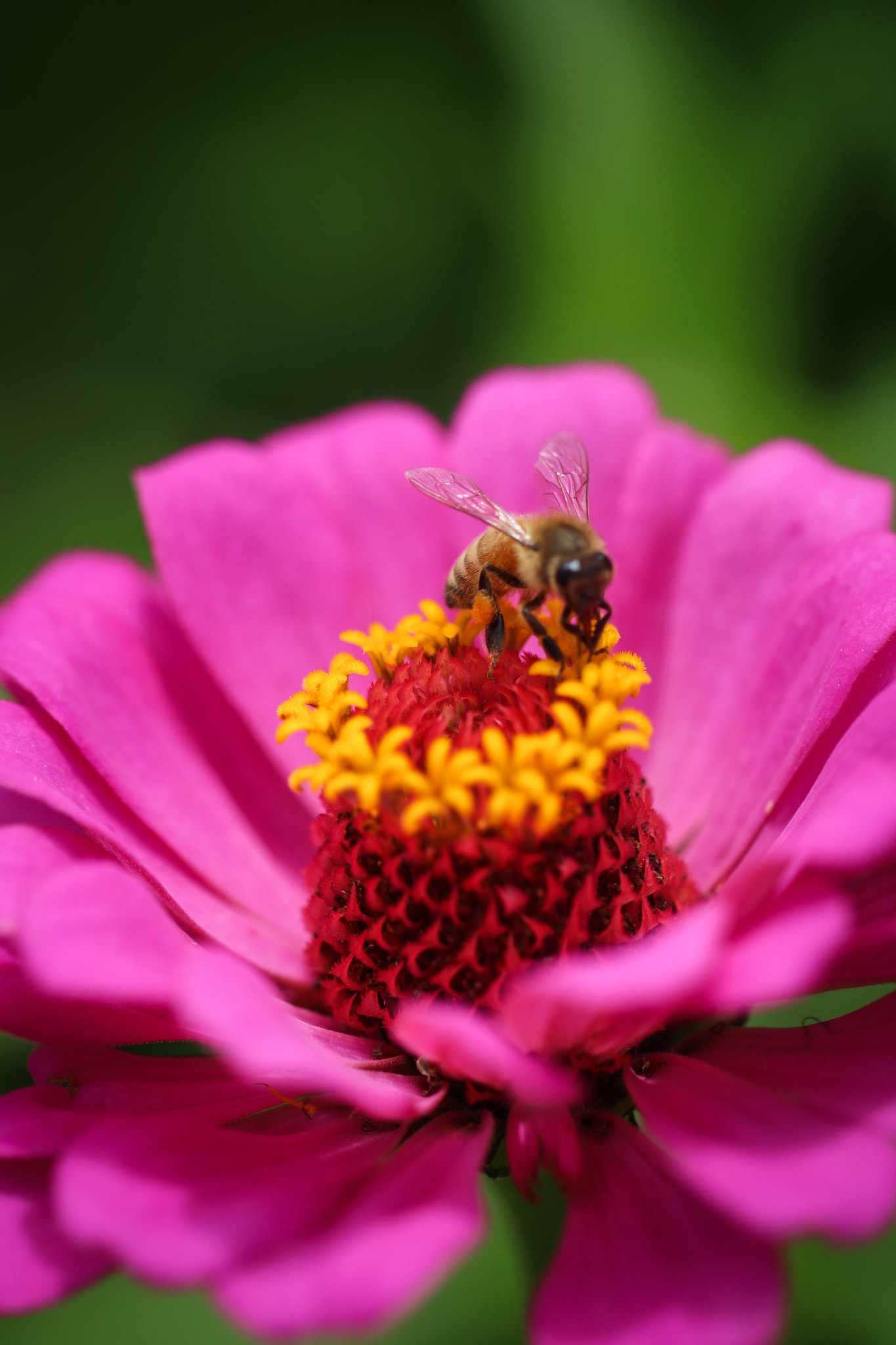Canon EF 100mm F2.8L Macro IS USM sample photo. Untitled photography