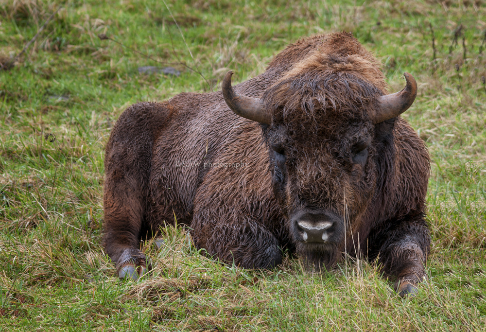 Sigma 150-500mm F5-6.3 DG OS HSM sample photo. Buffalo photography