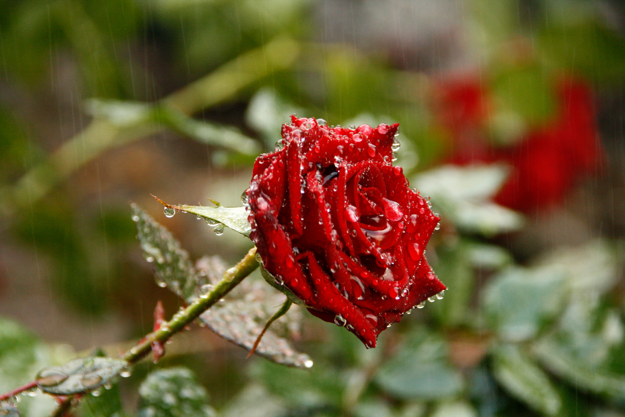 Canon EOS 1000D (EOS Digital Rebel XS / EOS Kiss F) sample photo. The beauty of the rain photography