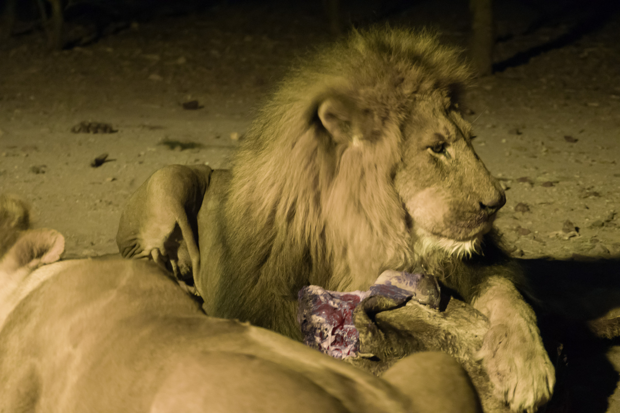 Sony 70-300mm F4.5-5.6 G SSM sample photo. Lion photography