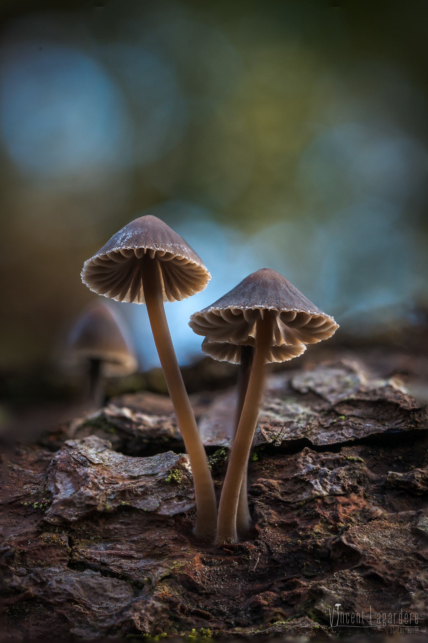 Nikon AF-S Micro-Nikkor 60mm F2.8G ED sample photo. Mycena stipata photography