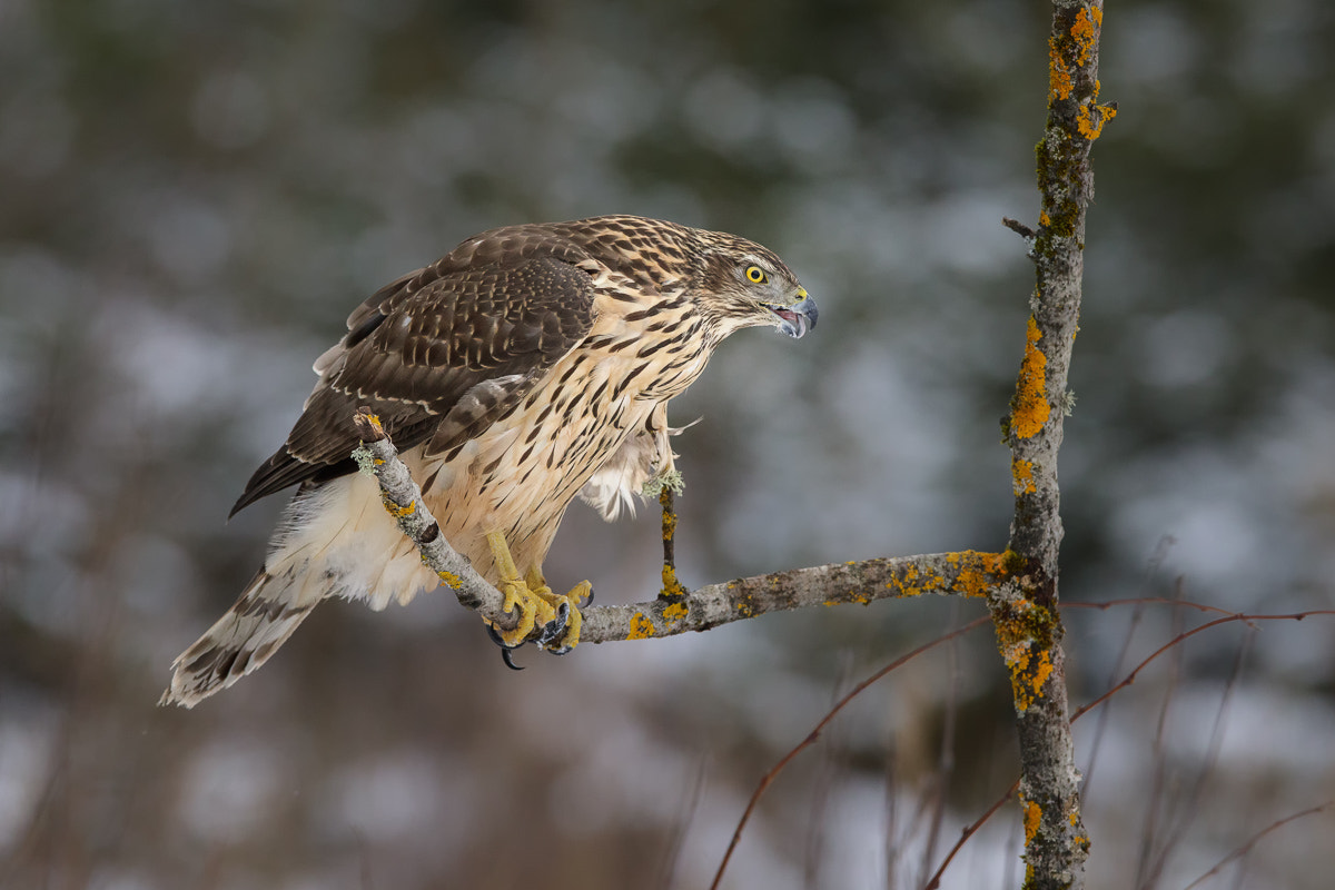 Canon EF 400mm F2.8L IS II USM sample photo. Goshawk photography