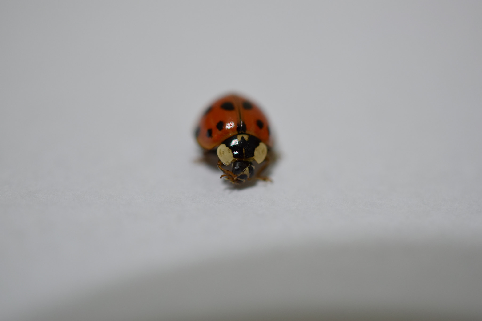 Nikon AF-S DX Micro Nikkor 40mm F2.8 sample photo. Dsc photography