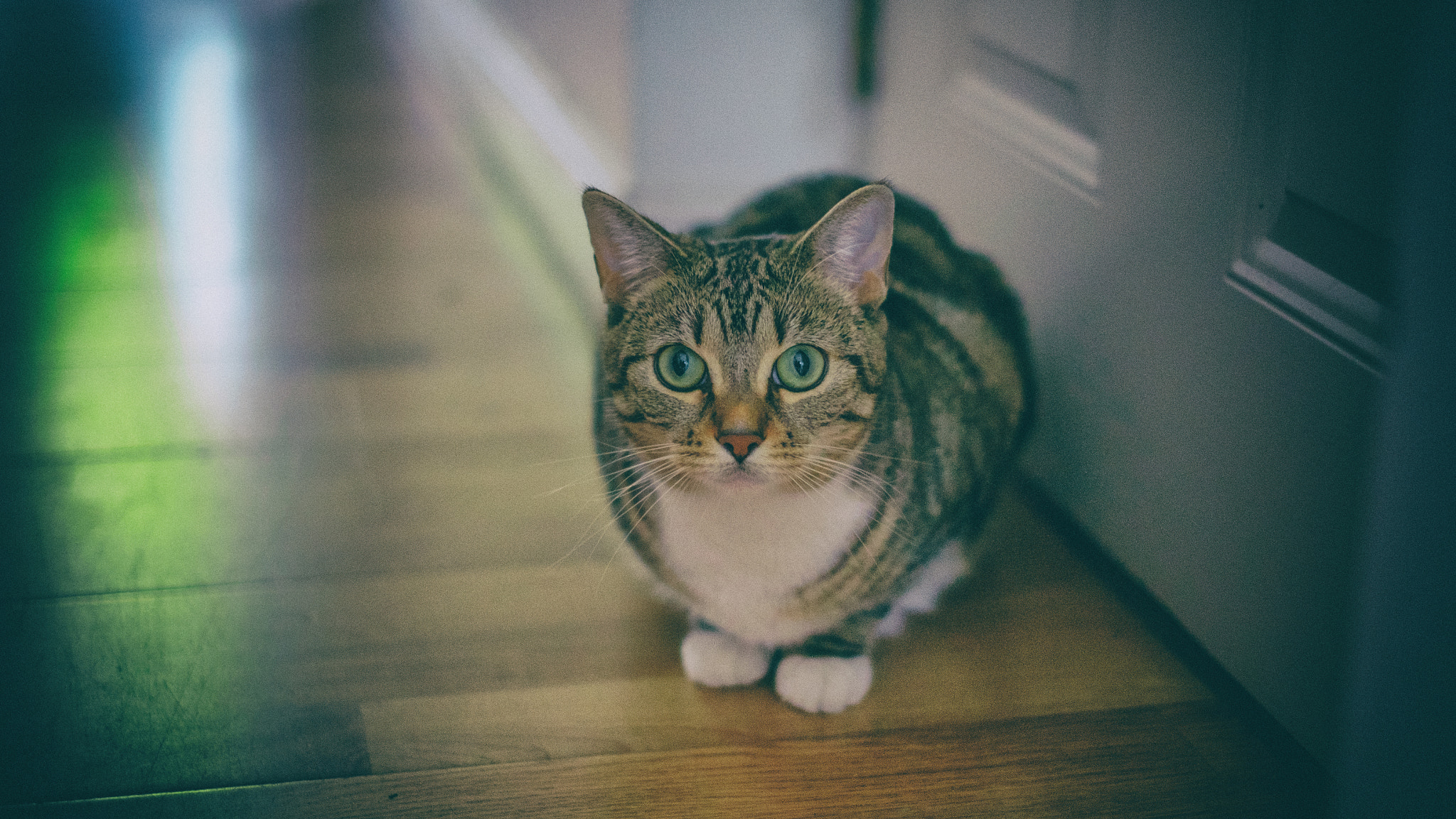 Fujifilm X-M1 + Fujifilm XF 35mm F1.4 R sample photo. This is a cat photography