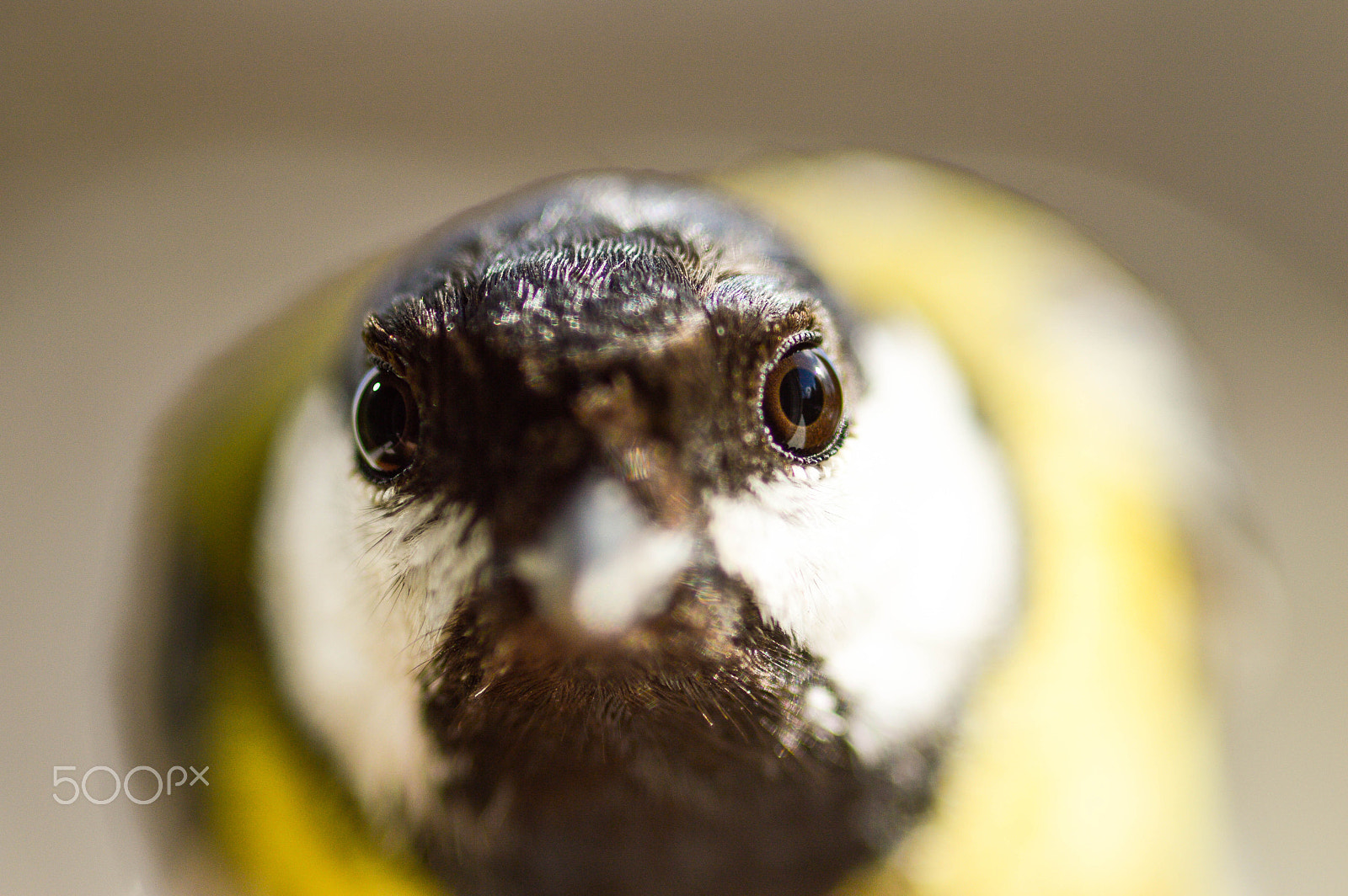 Sigma 105mm F2.8 EX DG Macro sample photo. Parus major photography