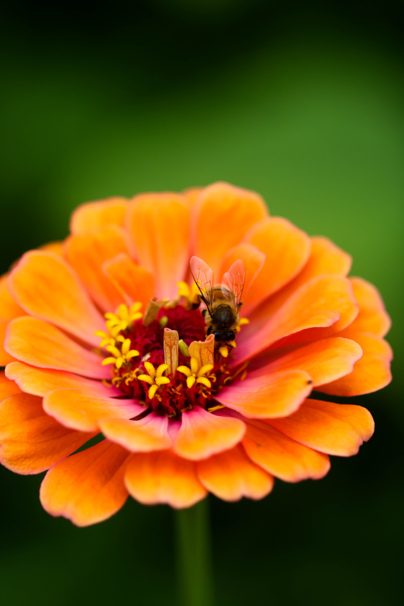 Canon EF 100mm F2.8L Macro IS USM sample photo. Untitled photography