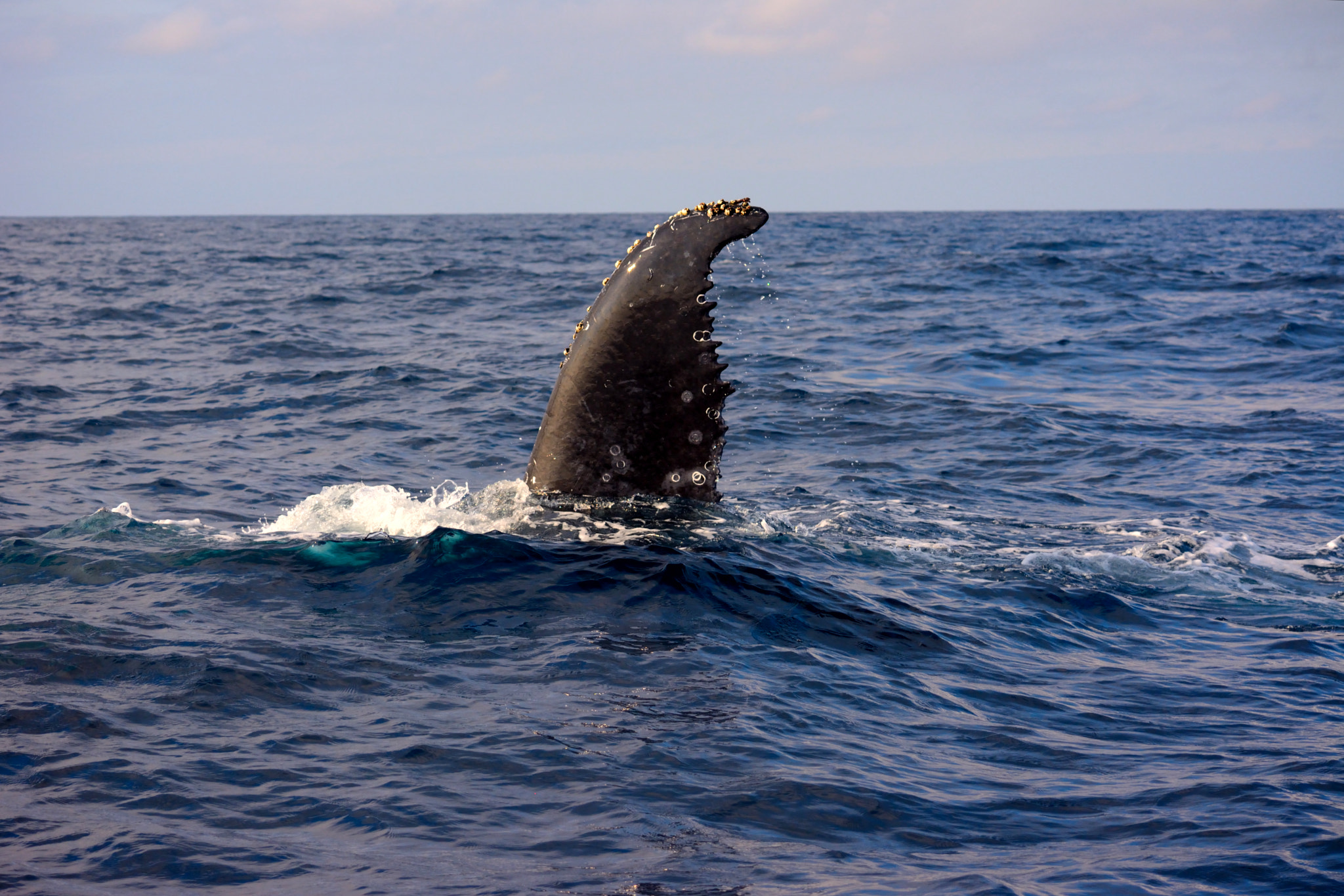 FSA-L2, EDG 65, 800mm F13 G sample photo. Ocean wings photography