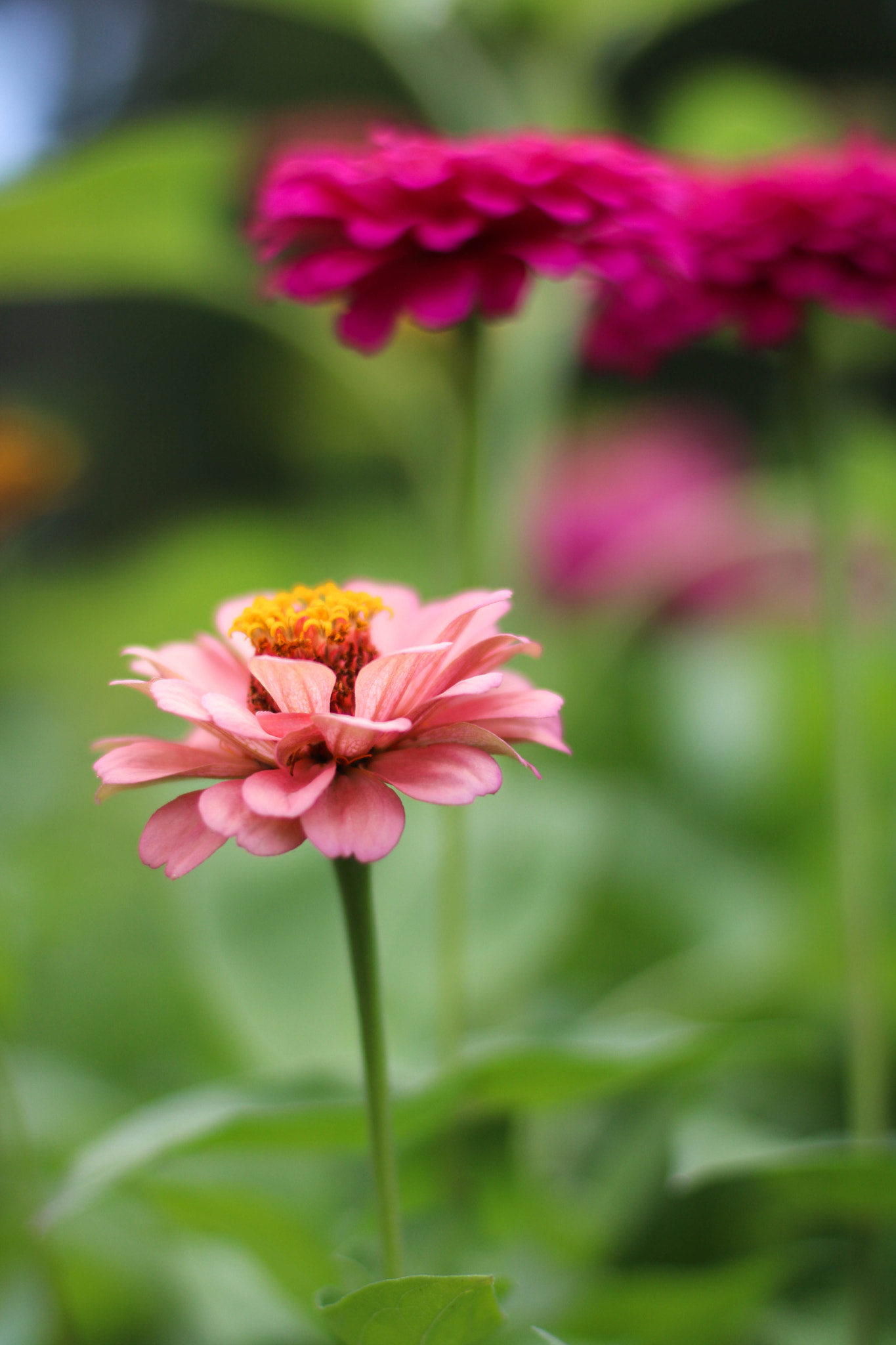 Canon EOS 750D (EOS Rebel T6i / EOS Kiss X8i) + Canon EF 50mm F1.4 USM sample photo. Blur of flowers photography