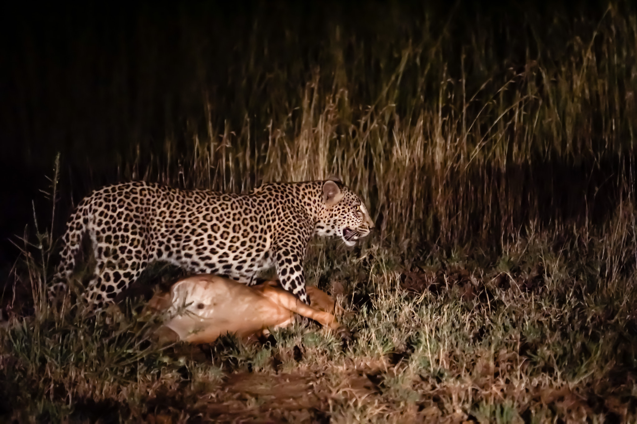 Sony 70-300mm F4.5-5.6 G SSM sample photo. Leopard photography