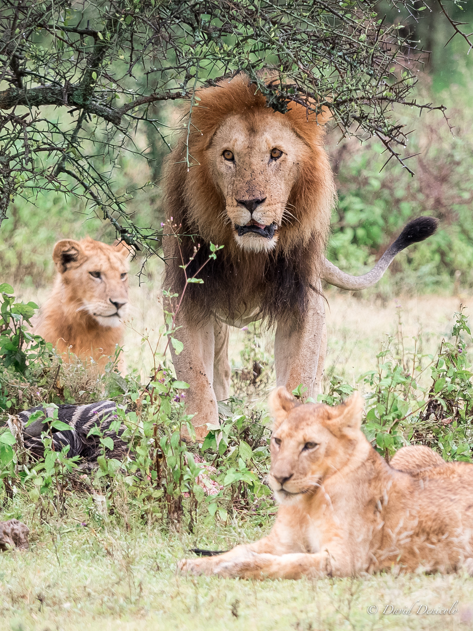 Olympus OM-D E-M5 II + Olympus M.Zuiko Digital ED 40-150mm F2.8 Pro sample photo. Breakfast in serengeti photography