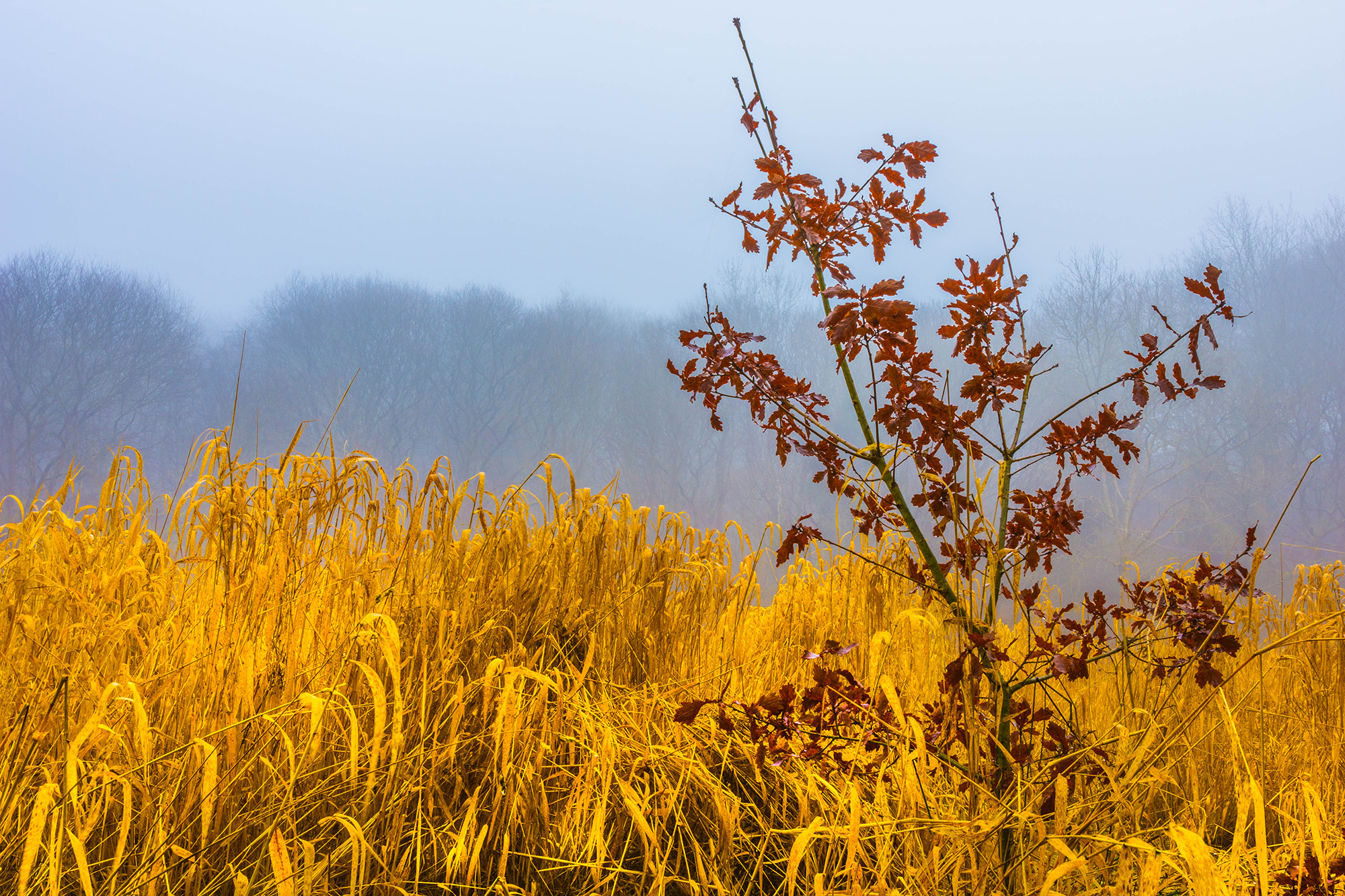 Nikon AF-S Nikkor 14-24mm F2.8G ED sample photo. Little tree and mist photography