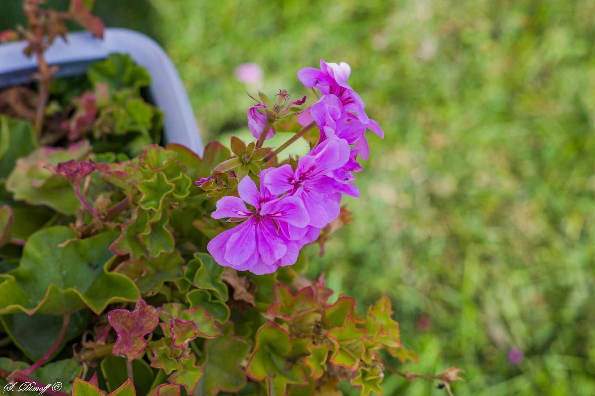 Pentax K-3 II + HD Pentax DA 70mm F2.4 AL Limited sample photo. Pentax colors :) photography