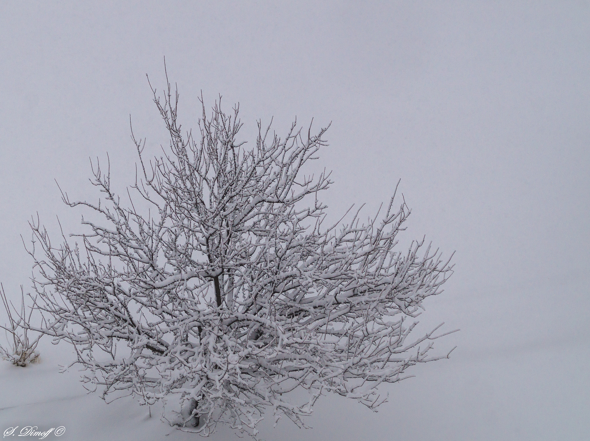 Sony SLT-A58 sample photo. Frozen tree photography