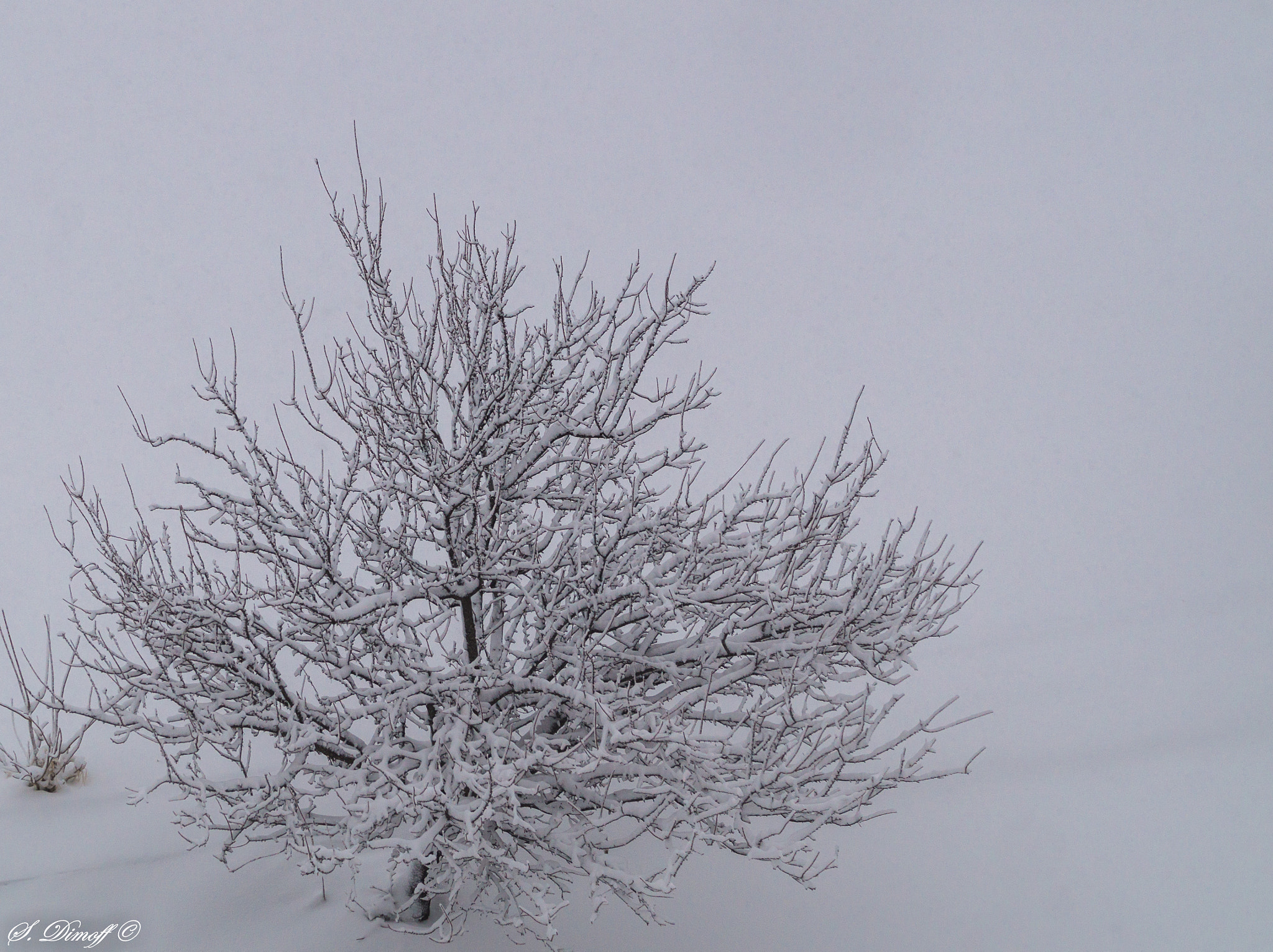 Tamron SP 70-300mm F4-5.6 Di USD sample photo. Frozen tree photography