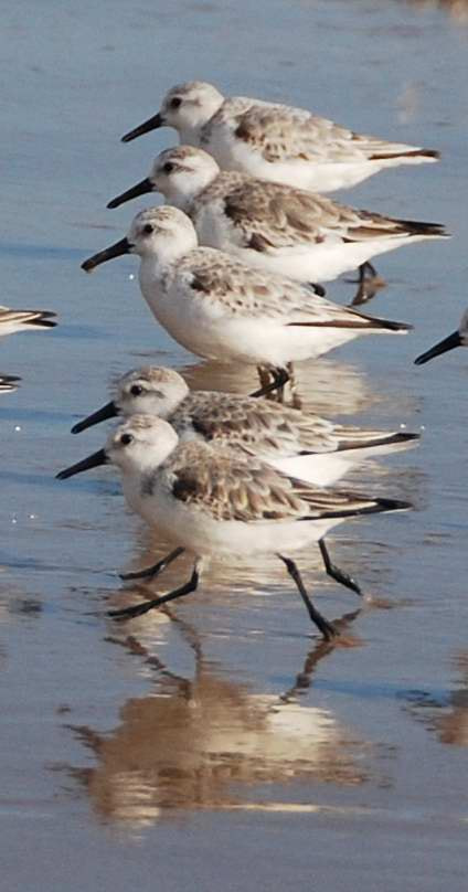 Nikon D60 sample photo. Sandpipers in a row photography