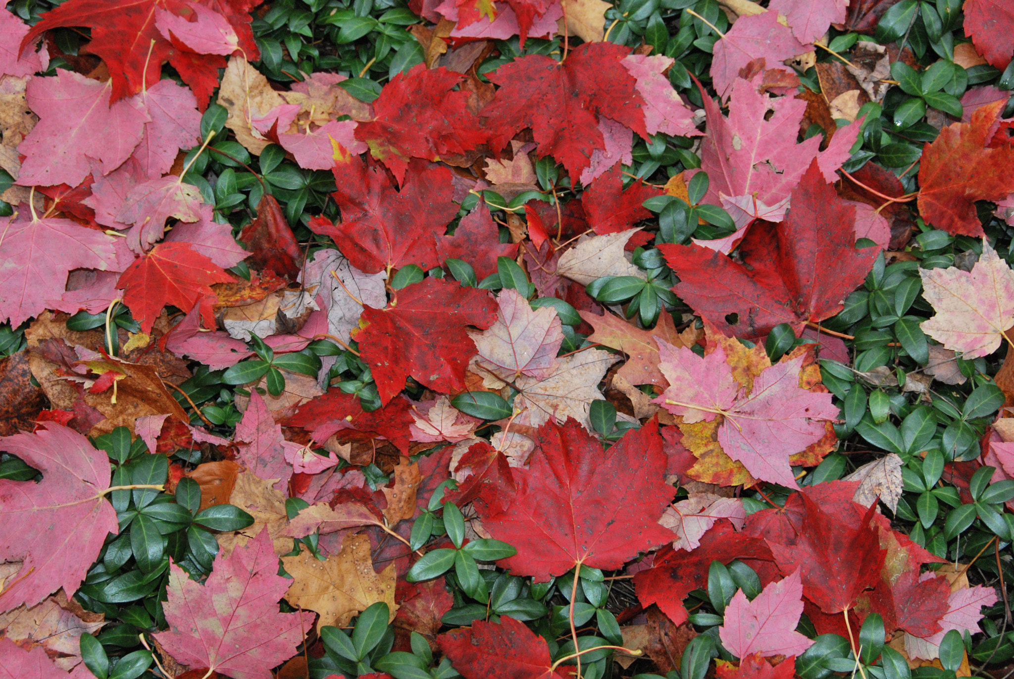 Nikon D60 sample photo. Fallen leaves in michigan photography