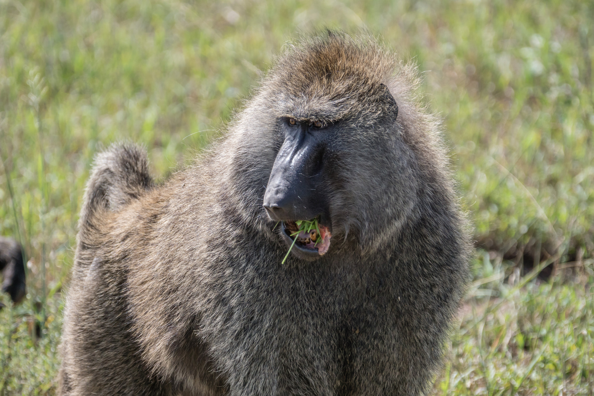 Sony ILCA-77M2 sample photo. Baboon photography