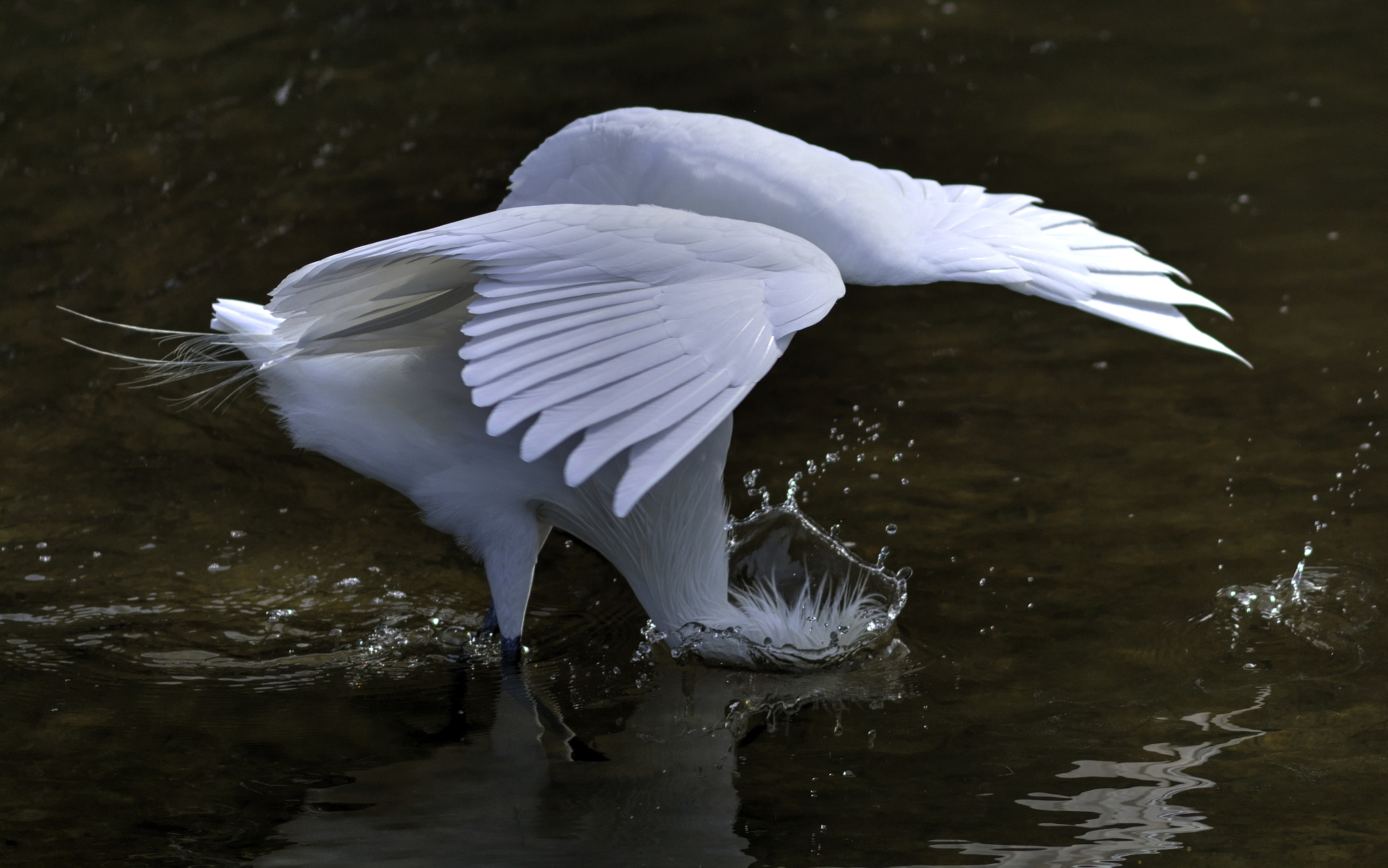 AF Nikkor 300mm f/4 IF-ED sample photo. White phase reddish egret feeding photography