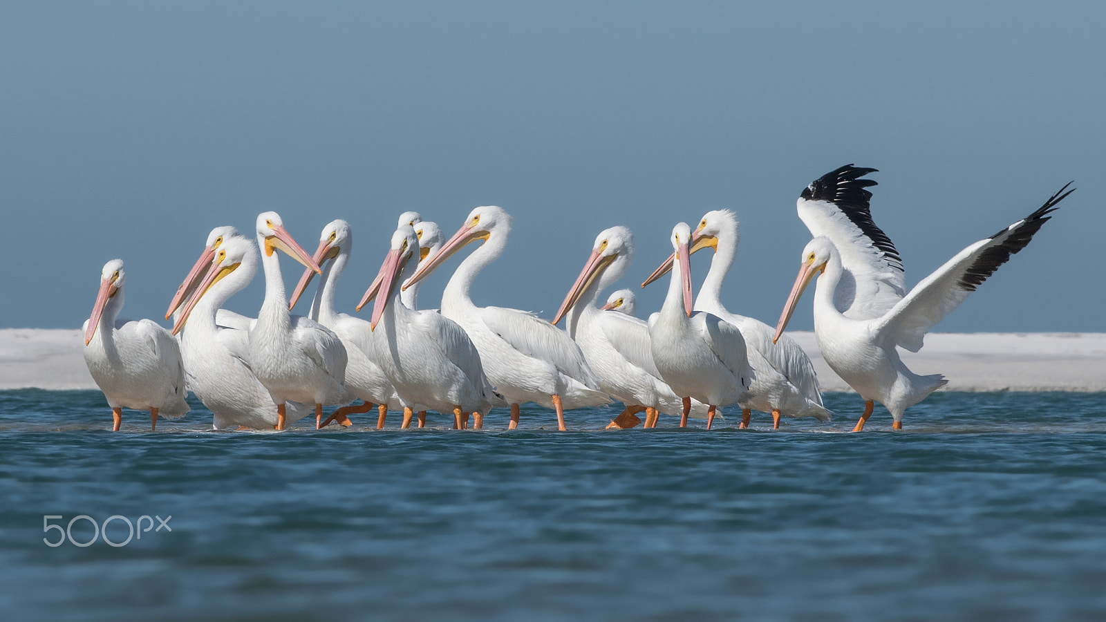 Nikon D500 + Nikon AF-S Nikkor 300mm F4D ED-IF sample photo. American white pelicans photography