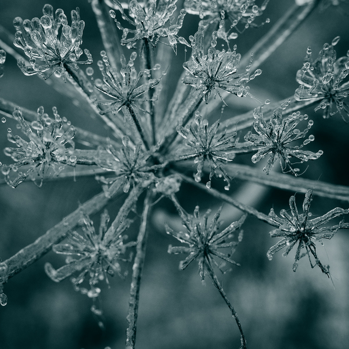 Olympus OM-D E-M1 + OLYMPUS M.25mm F1.2 sample photo. Frozen hogweed photography